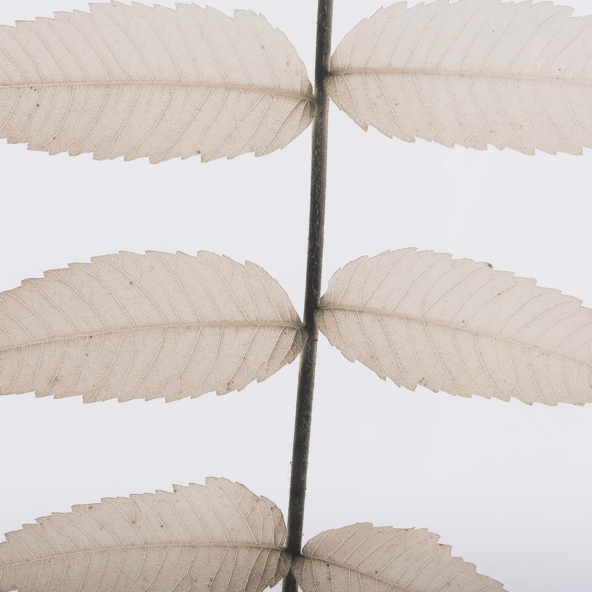 Lithe Leaves by Assaf Frank a Framed Art Print Matted under Glass — product photograph