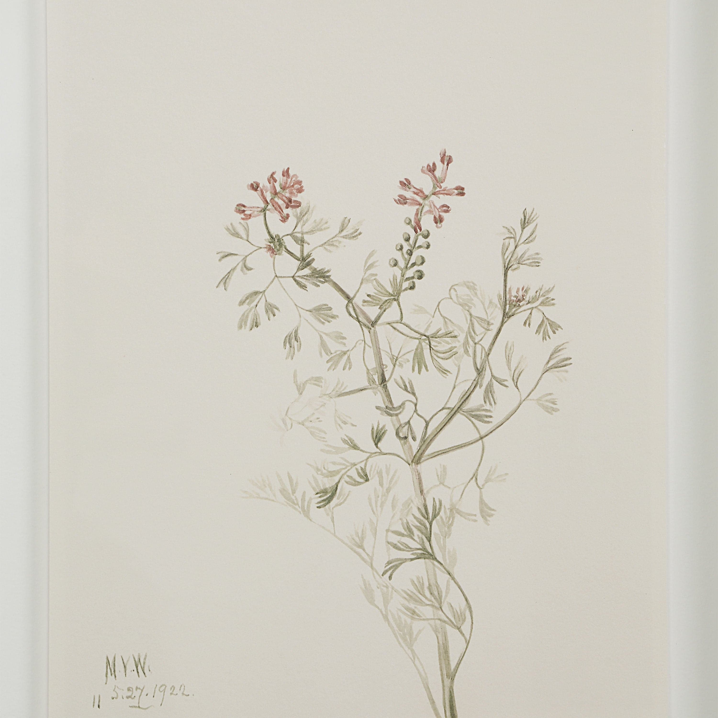 Crema — product photograph