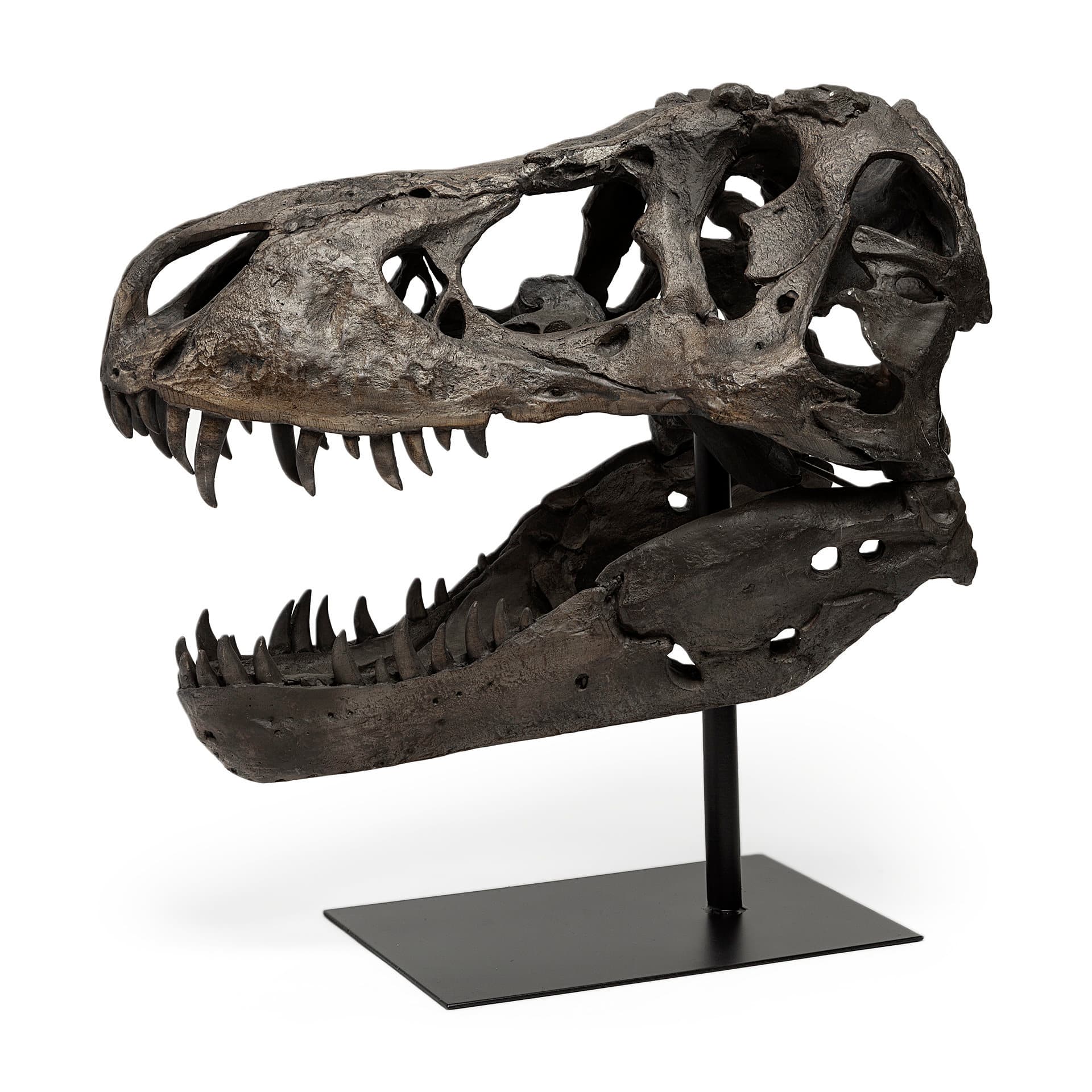Lagrane 19L x 11W Brown Resin Tyrannosaurus T Rex Dinosaur Skull Replica — product photograph