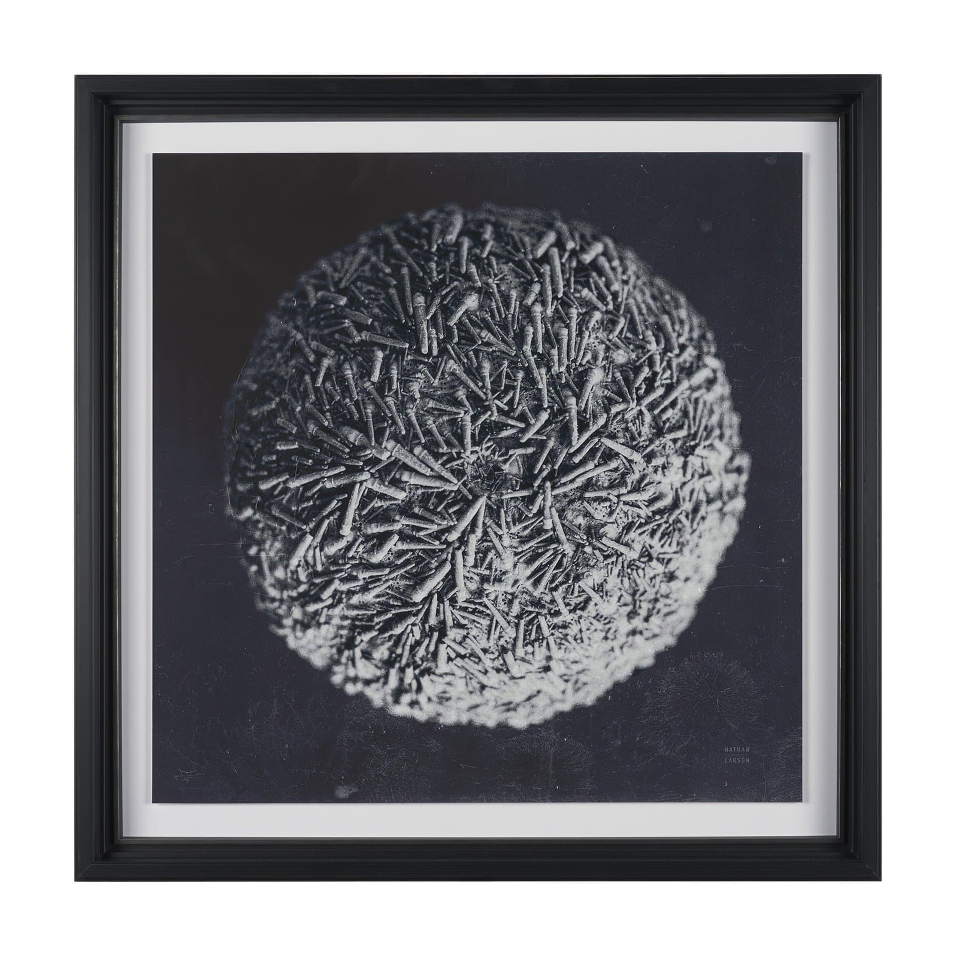 Urchin Still Life IV by Nathan Larson a Hand Embellished Framed Photo Art Print Matted under Glass — product photograph