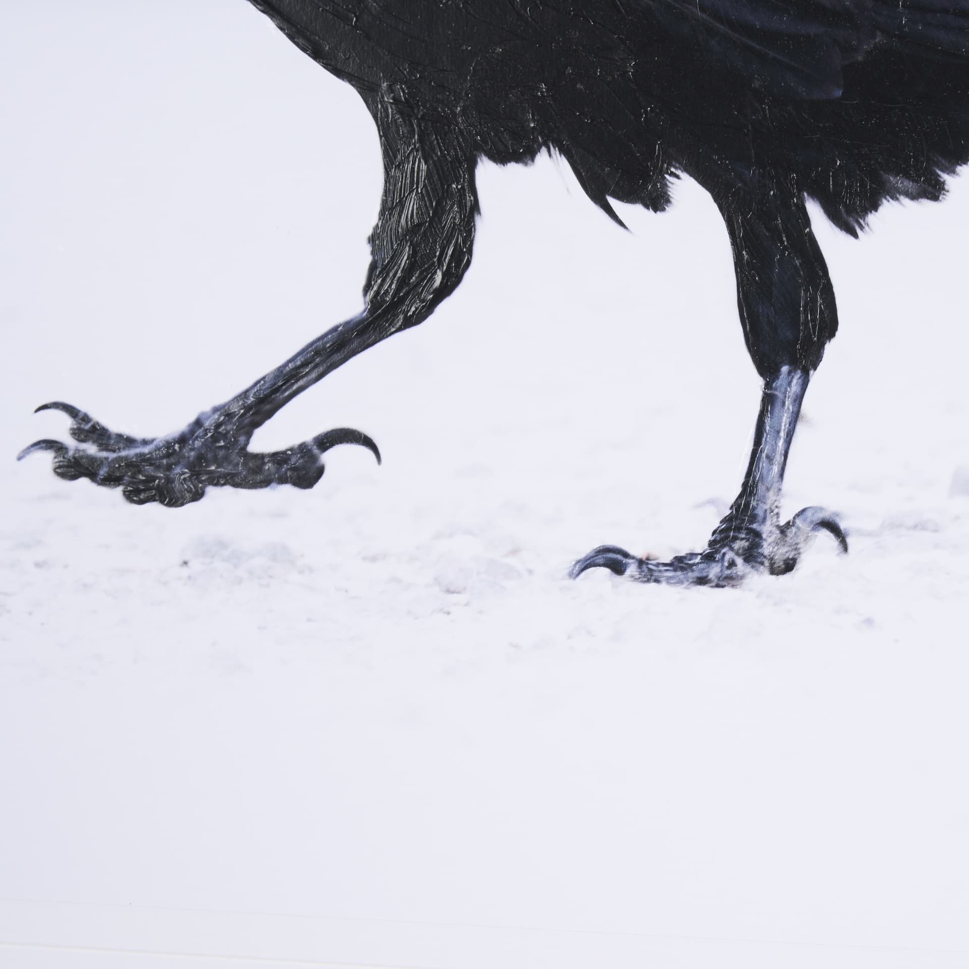 Raven Beauty by Gary Blatter a Hand Embellished Textured Framed Photo Art Print Matted under Glass — product photograph