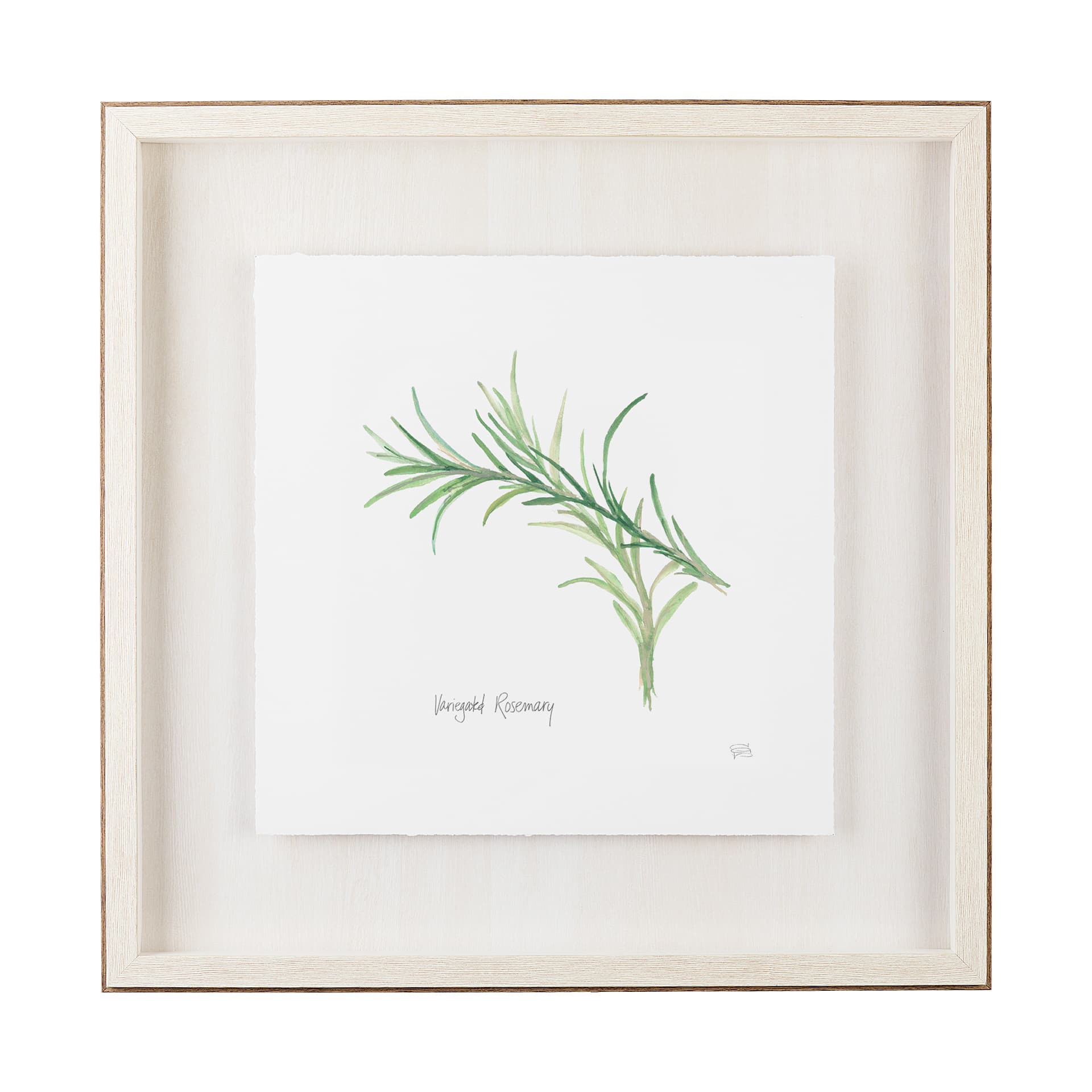 Variegated Rosemary v2 by Chris Paschke a Framed Art Print Matted under Glass — product photograph