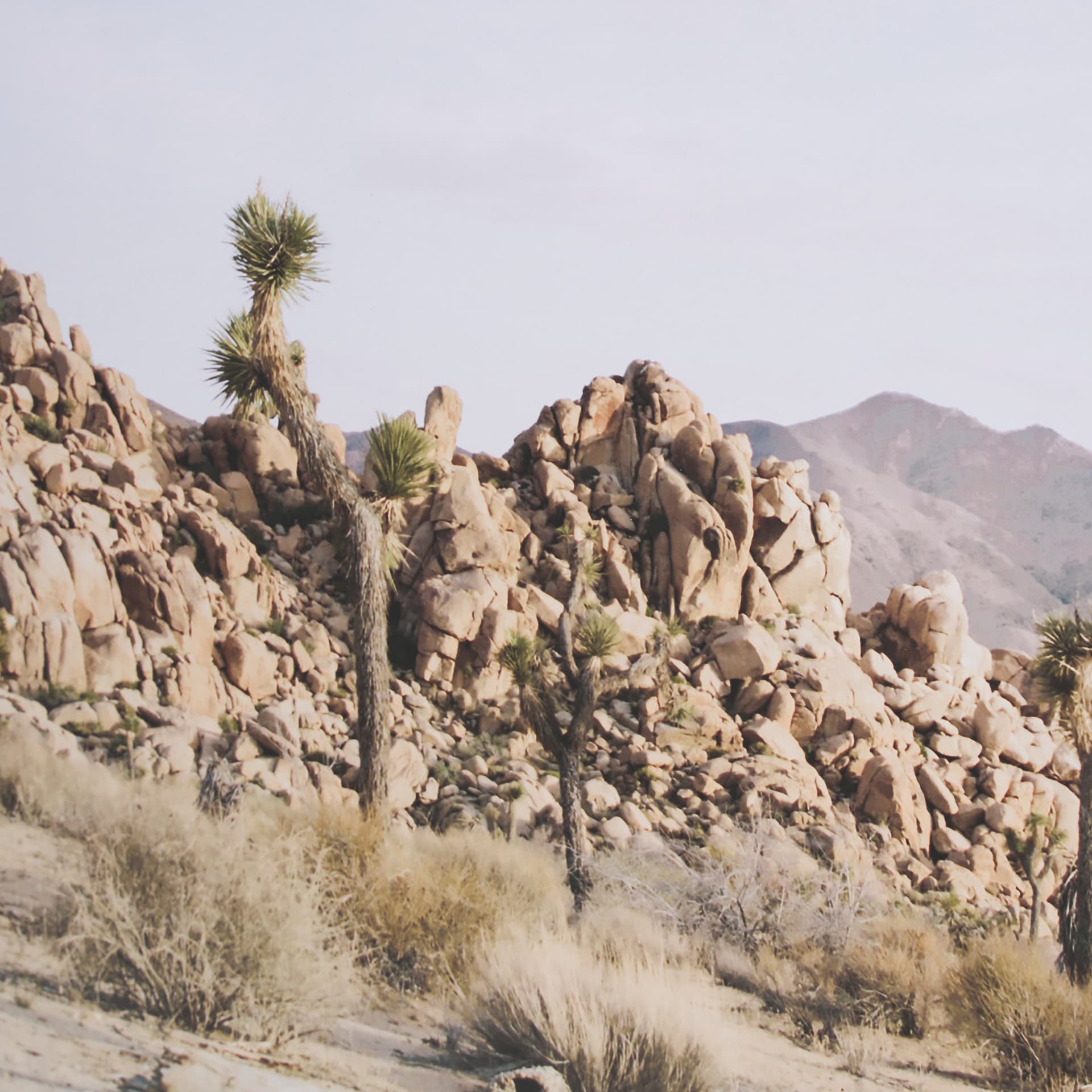 Joshua Tree 3 by THE Studio a Framed Photo Art Print Matted under Glass — product photograph