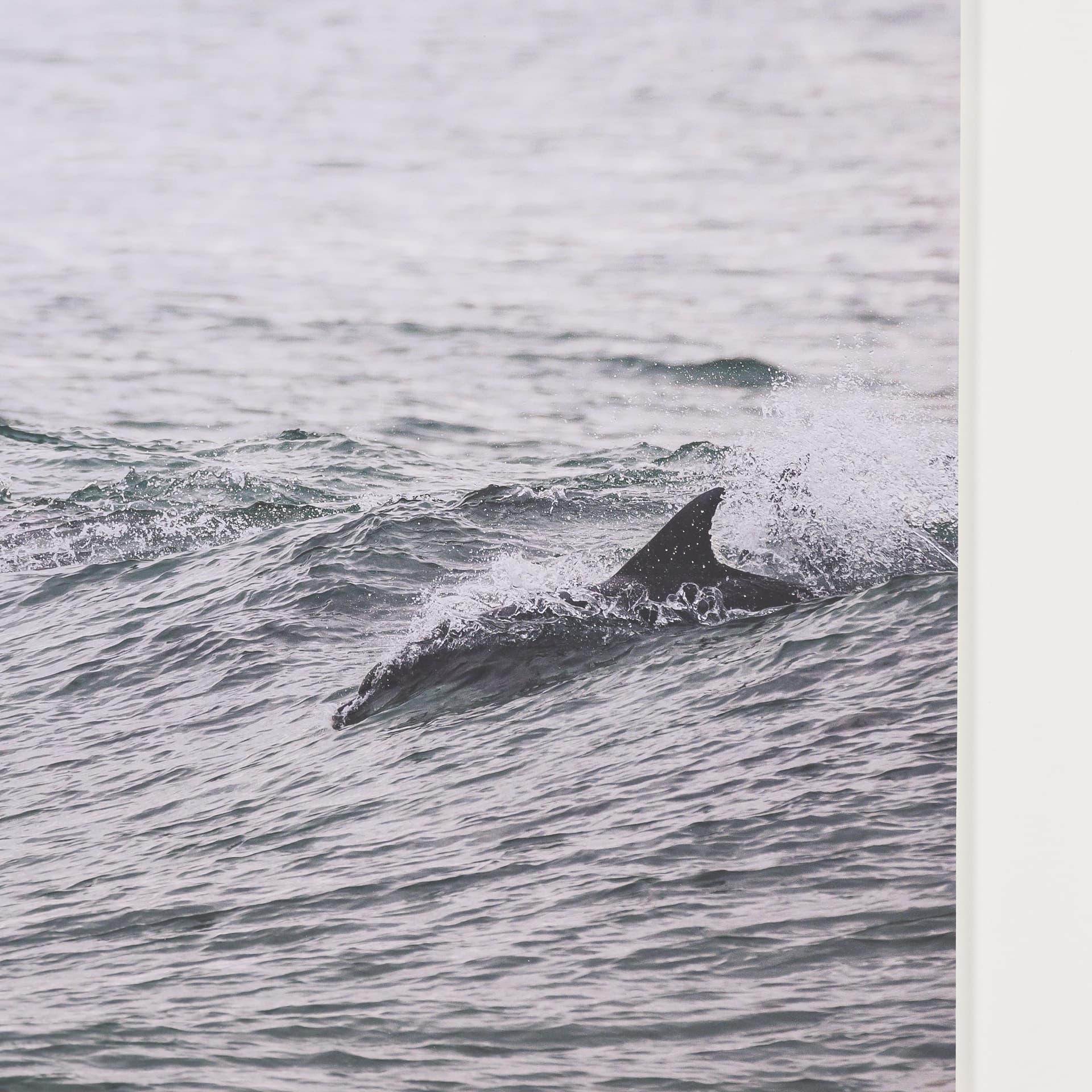 Ocean's Dance by Shot By Clint Framed Photo Print Matted under Glass — product photograph