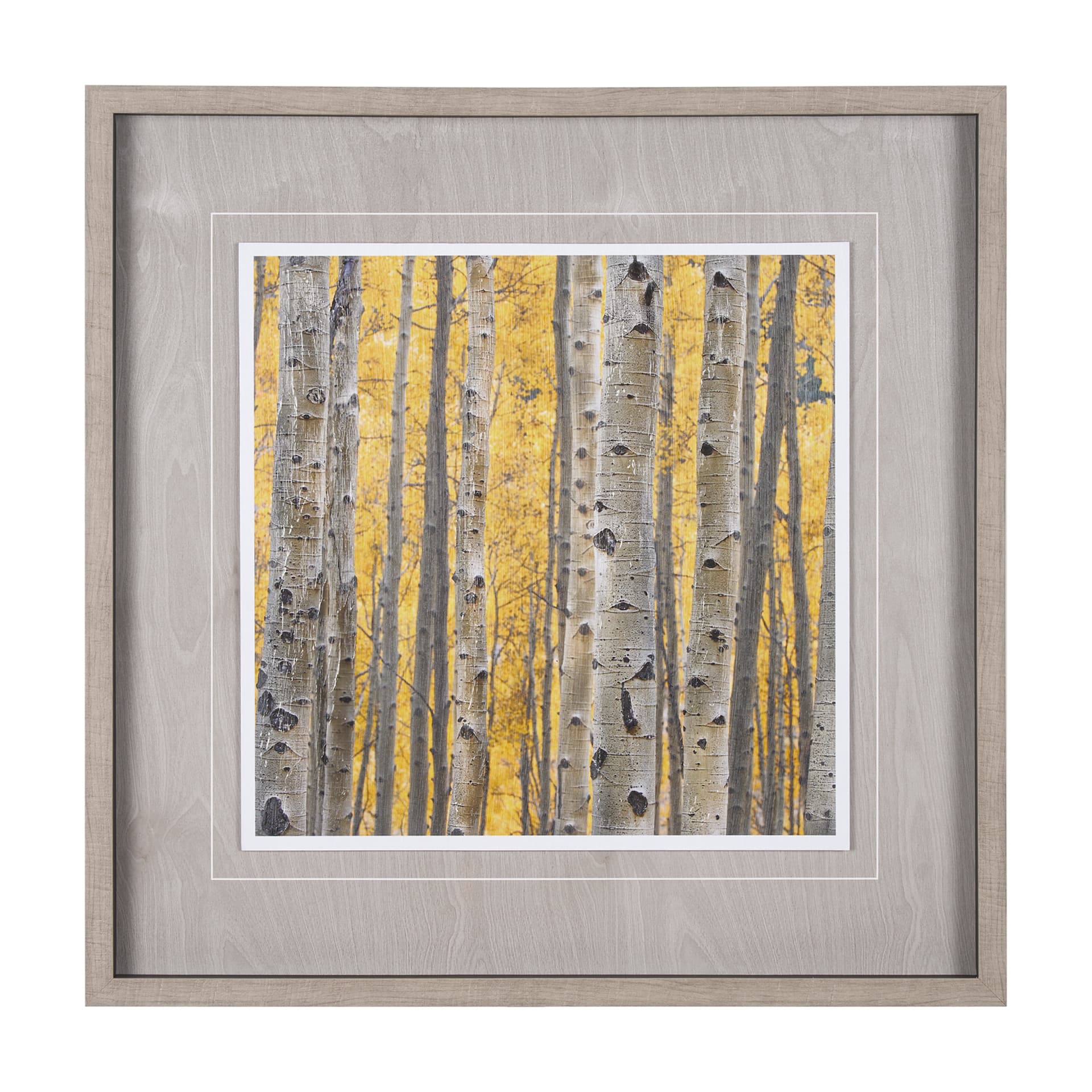 Aspen Trees 3 by Jamie Cook a Hand Embelished Textured Framed Photo Art Print Matted under Glass — product photograph