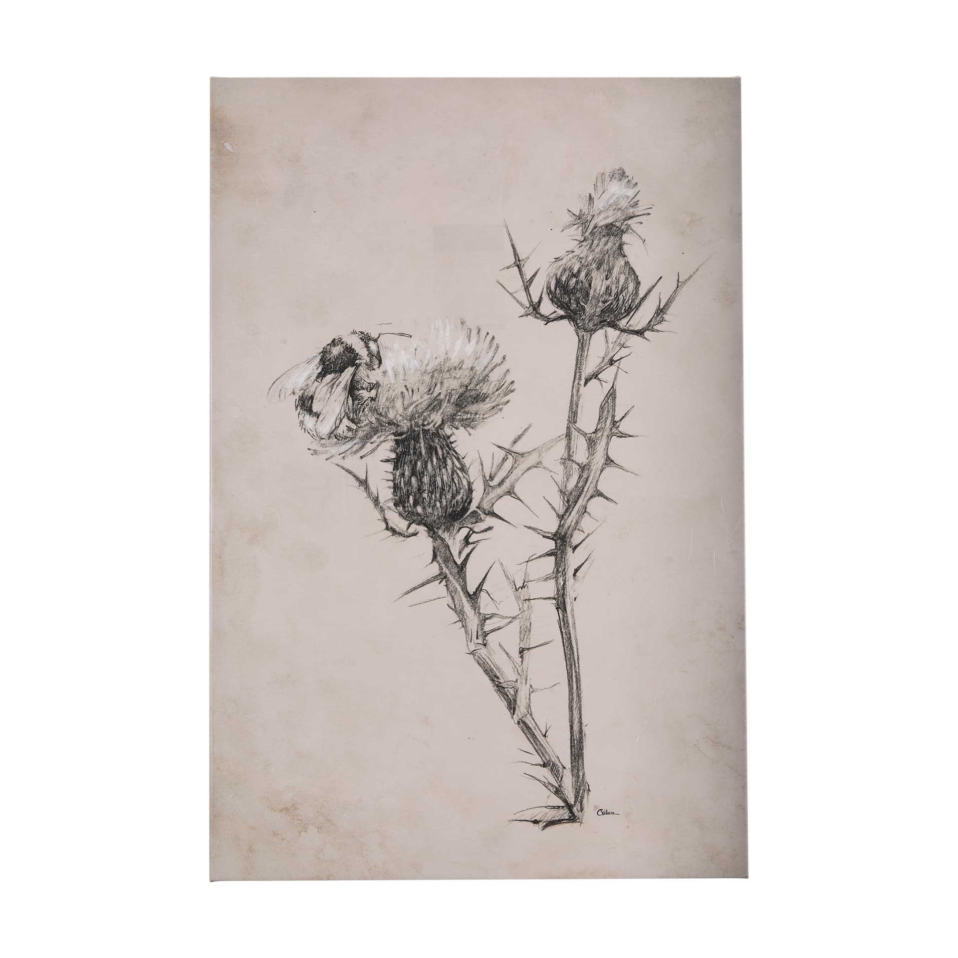 Thistle With Bumblebee Drawing IV by Mercana Studio a Hand Embellished Textured Canvas — product photograph