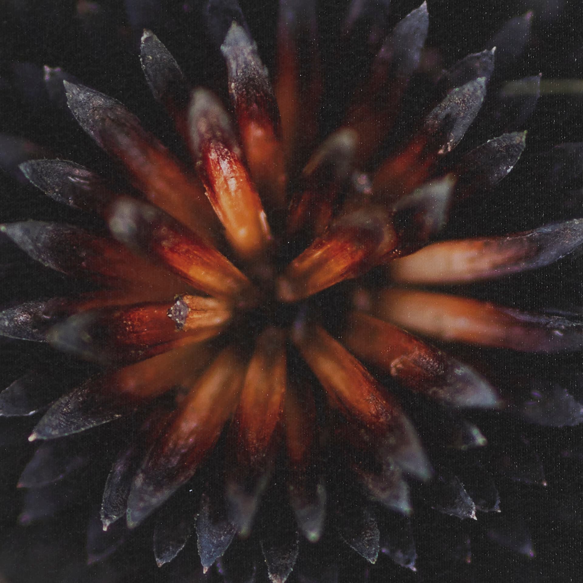 Glowing by Stig Kalvelid a Hand Embellished Framed Photo Art Print Matted under Glass — product photograph