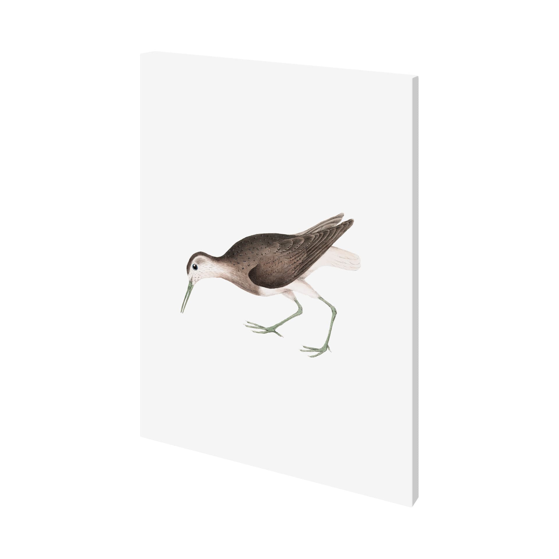 White Tailed Sandpiper by Maria Mendez a Hand Embellished Textured Canvas — product photograph