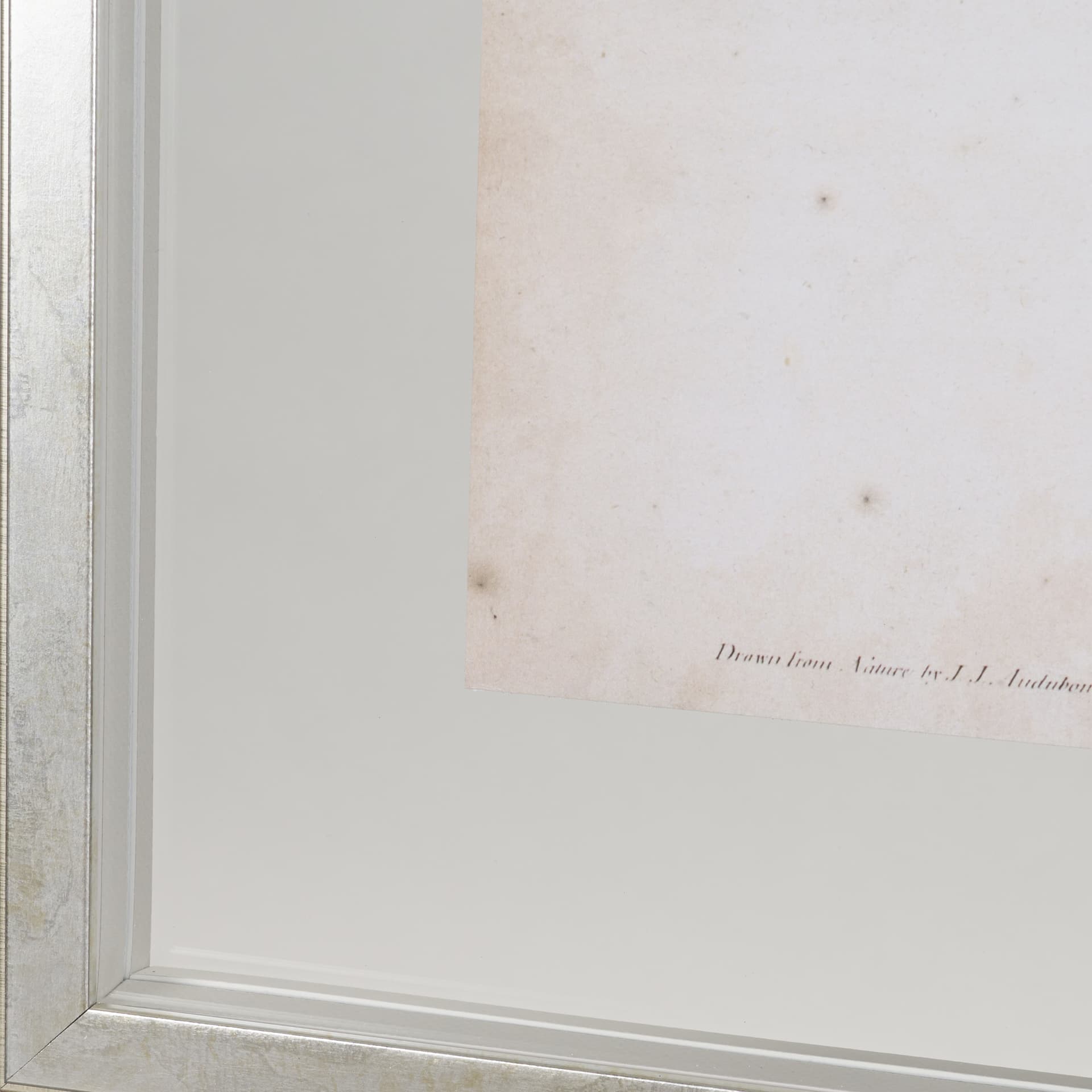 Common Cardinal Grosbeak by John James Audubon a Framed Art Print Matted under Glass — product photograph