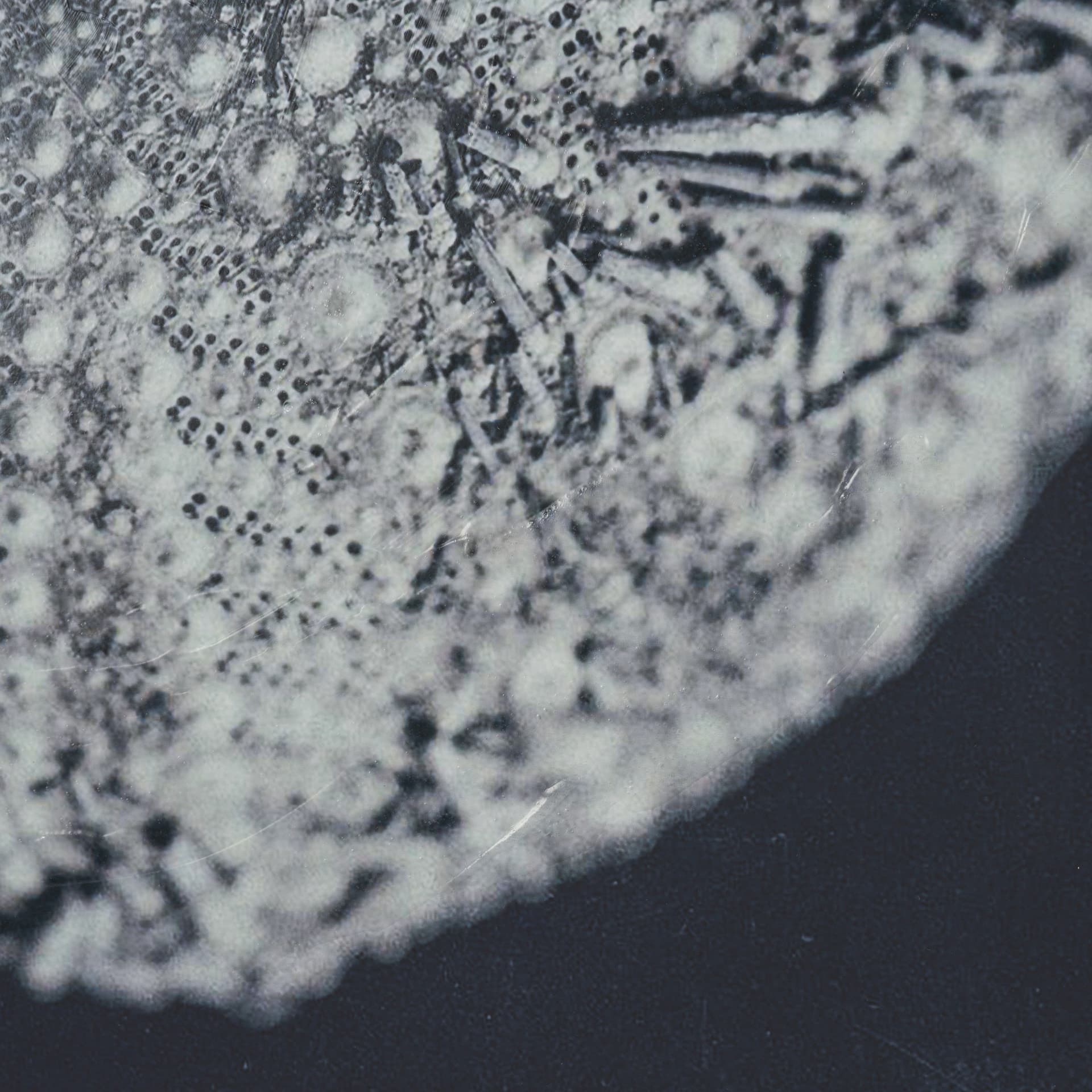 Urchin Still Life II by Nathan Larson a Hand Embellished Framed Photo Art Print Matted under Glass — product photograph