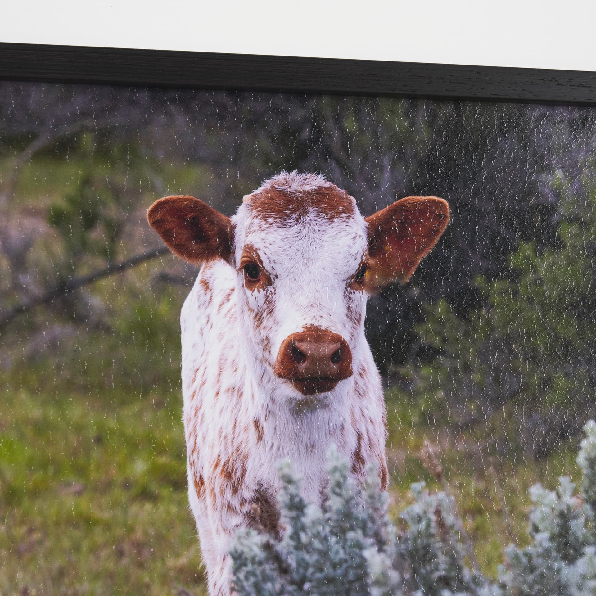 Longhorn 7 by Gary Blatter a Hand Embellished Framed Photo Art Print Matted under Glass — product photograph