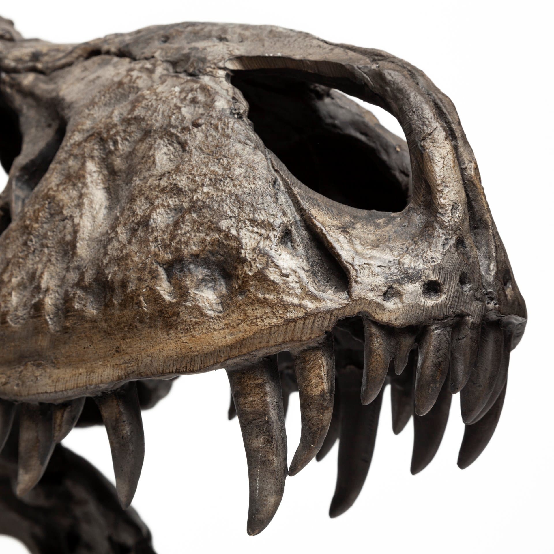 Lagrane 19L x 11W Brown Resin Tyrannosaurus T Rex Dinosaur Skull Replica — product photograph