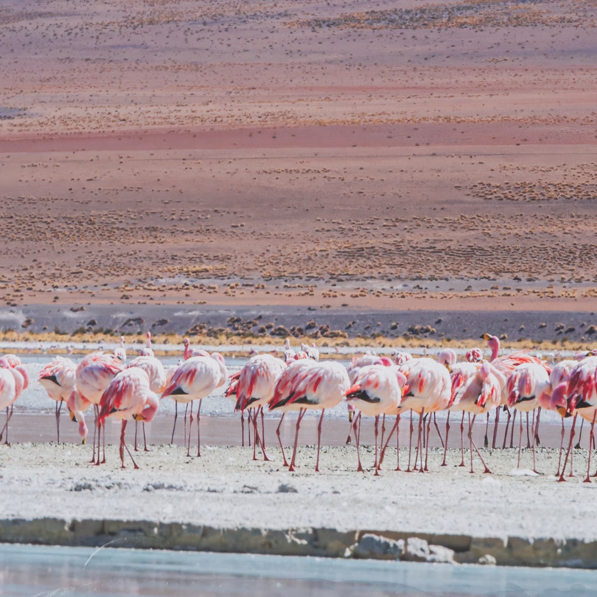 Pink Flamingoes by Richard Silver Hand Embelished Framed Artwork Matted under Glass — product photograph