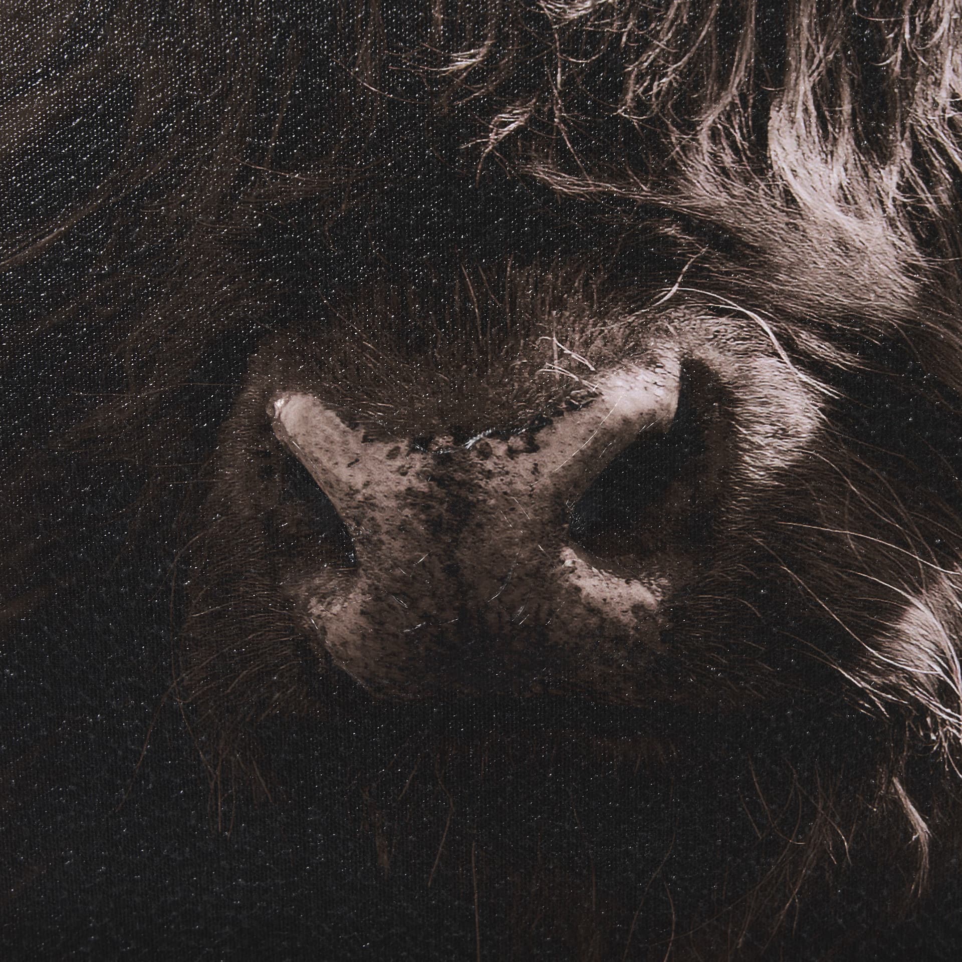 Highland Stare by Chad Mackay a Hand Embellished Textured Framed Photo Art Print — product photograph