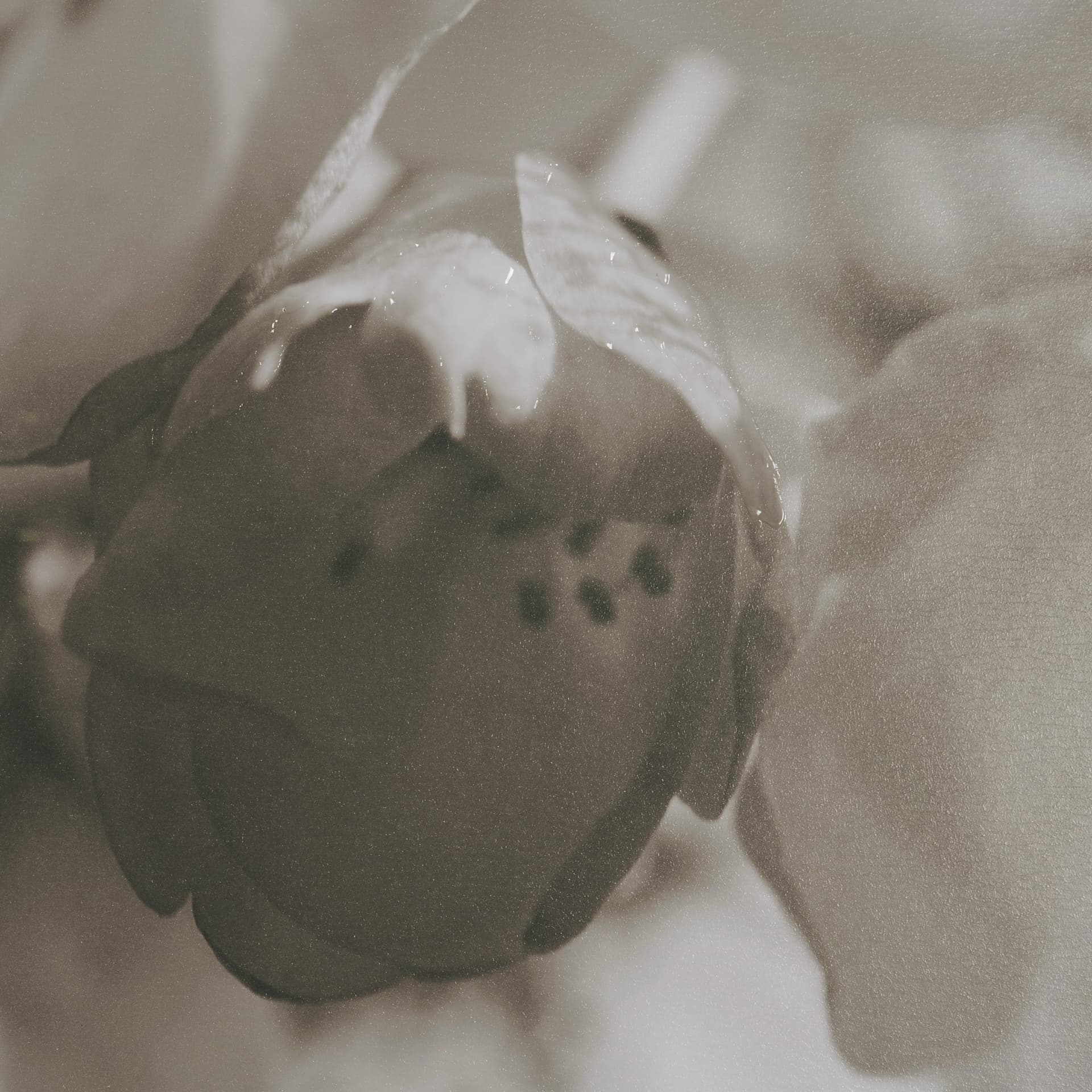 Soft Petals I by Nancy Crowell a Hand Embellished Textured Framed Photo Art Print Matted under Glass — product photograph