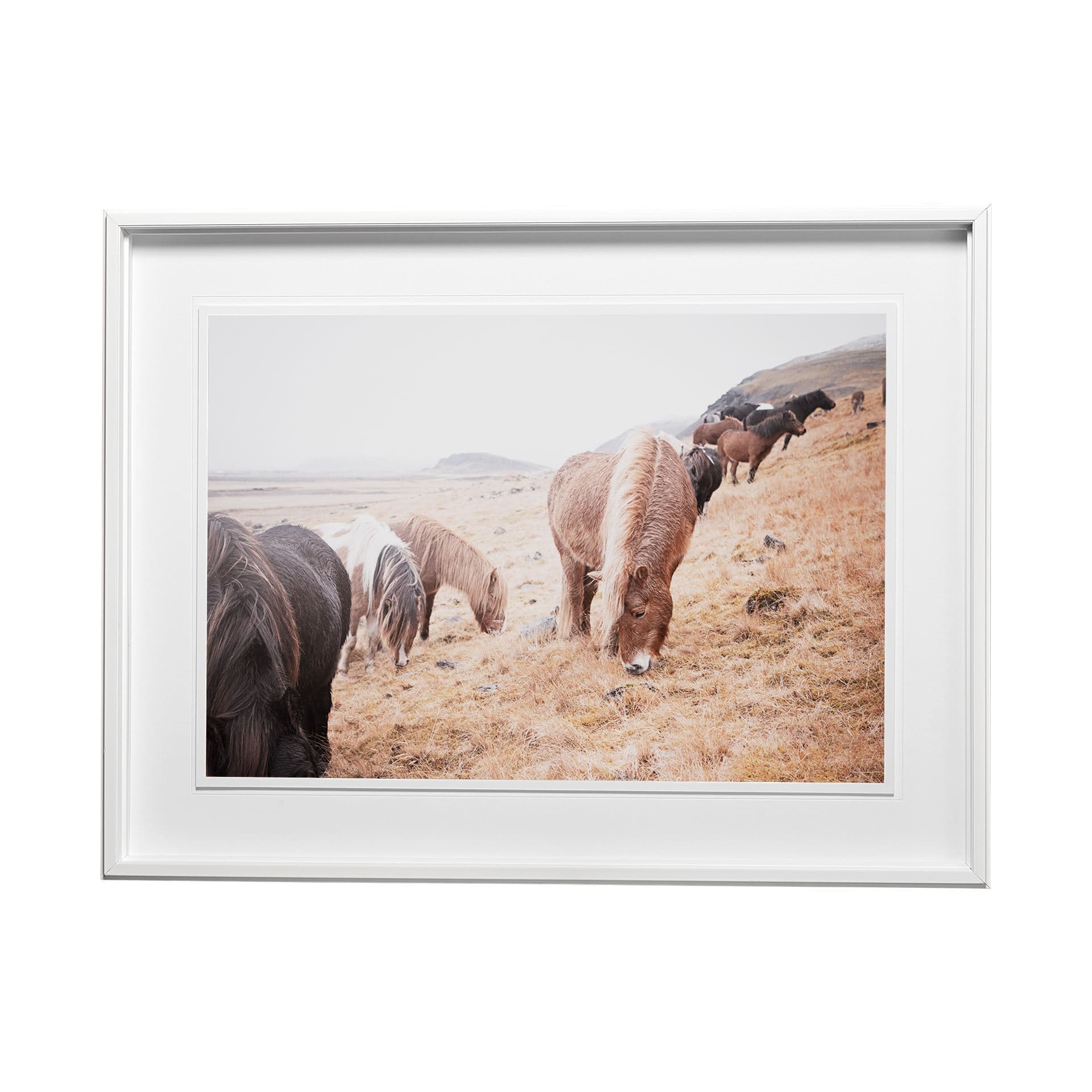 Horses of Hofn II by Laura Marshall a Framed Photo Art Print Matted under Glass — product photograph