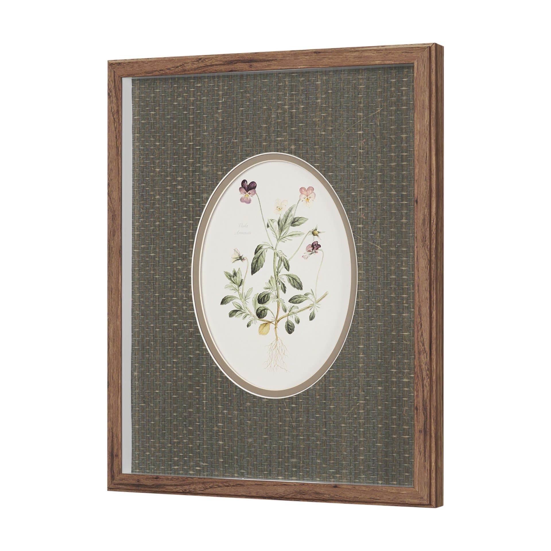 Viola Arvensis Flowers by Pierre Joseph Redoute a Hand Embellished Framed Print under Glass — product photograph