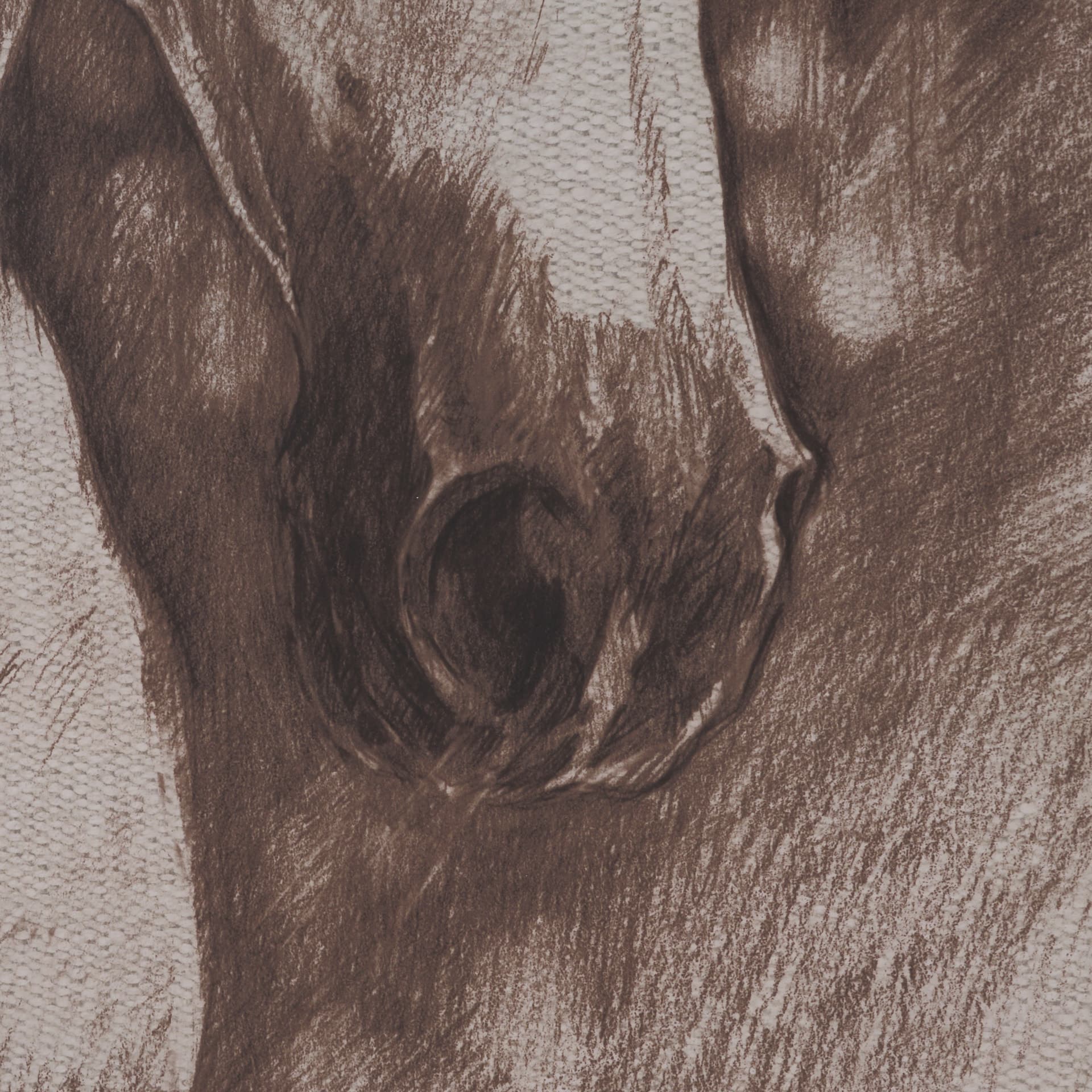 Portrait of a Thoroughbred I by Mercana Studio a Framed Art Print Matted under Glass — product photograph