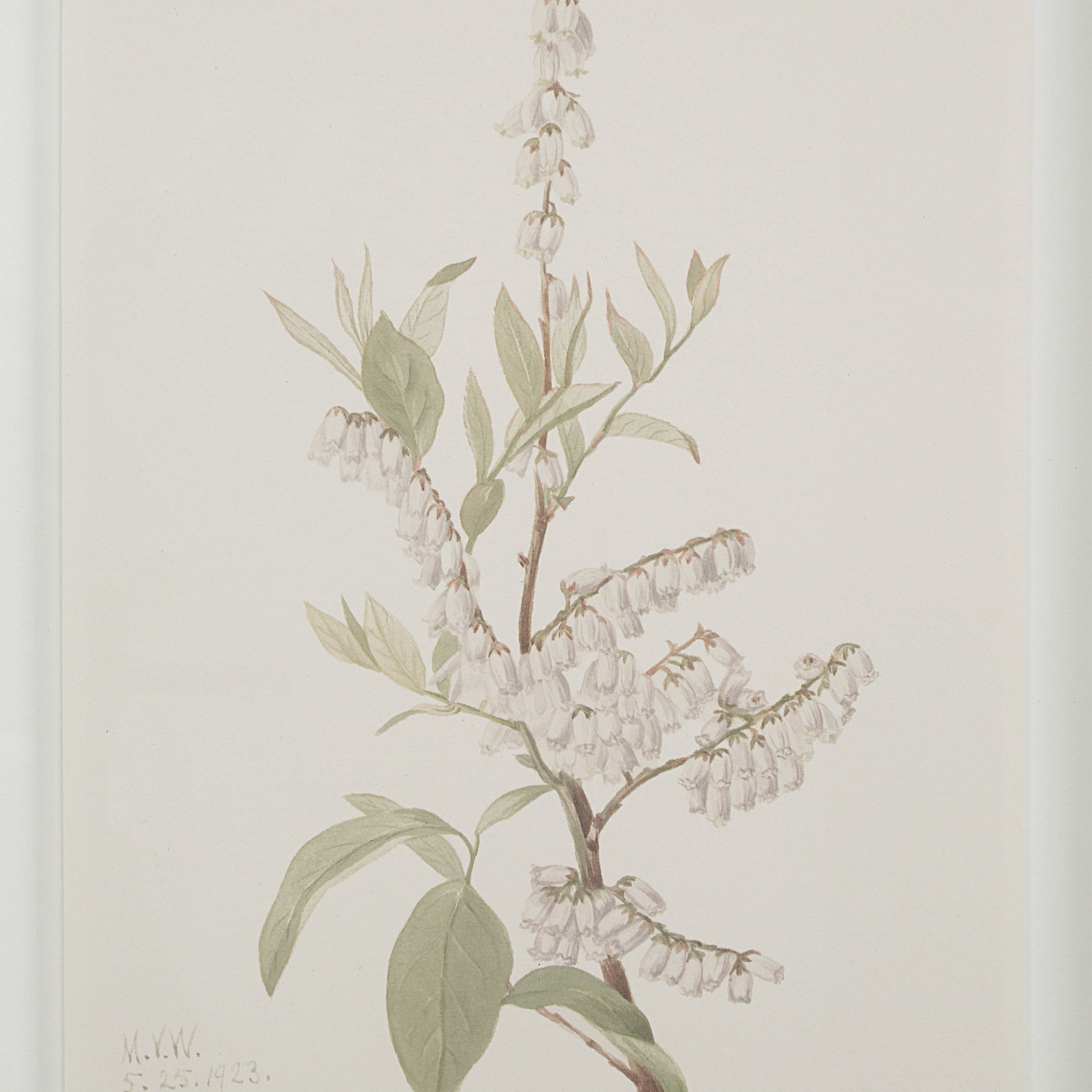 Crema — product photograph