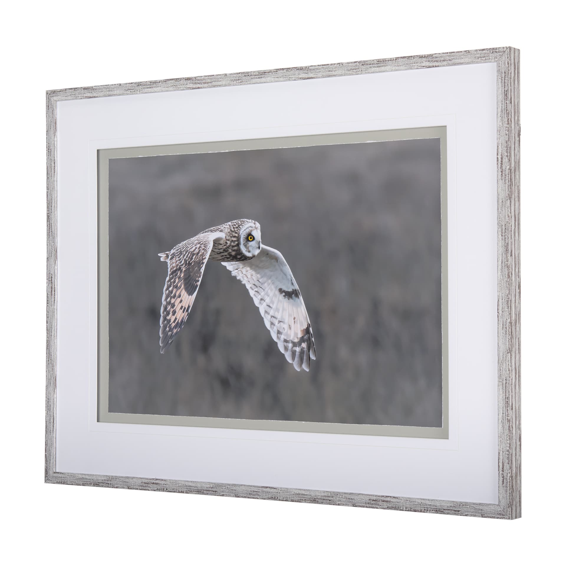 Owl in Flight by Chad Mackay a Framed Photo Art Print Matted under Glass — product photograph