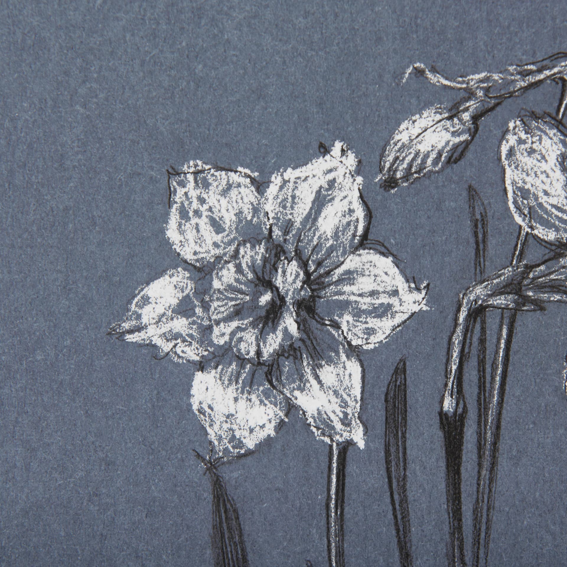 Botanical sketches I (Blue) by Mercana Studio Hand Embellished Framed Art Print Matted under Glass — product photograph