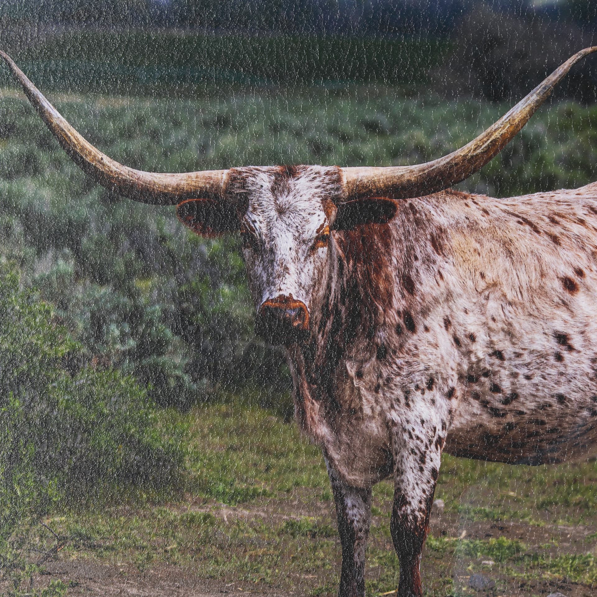 Longhorn 1 by Gary Blatter a Hand Embellished Framed Photo Art Print Matted under Glass — product photograph