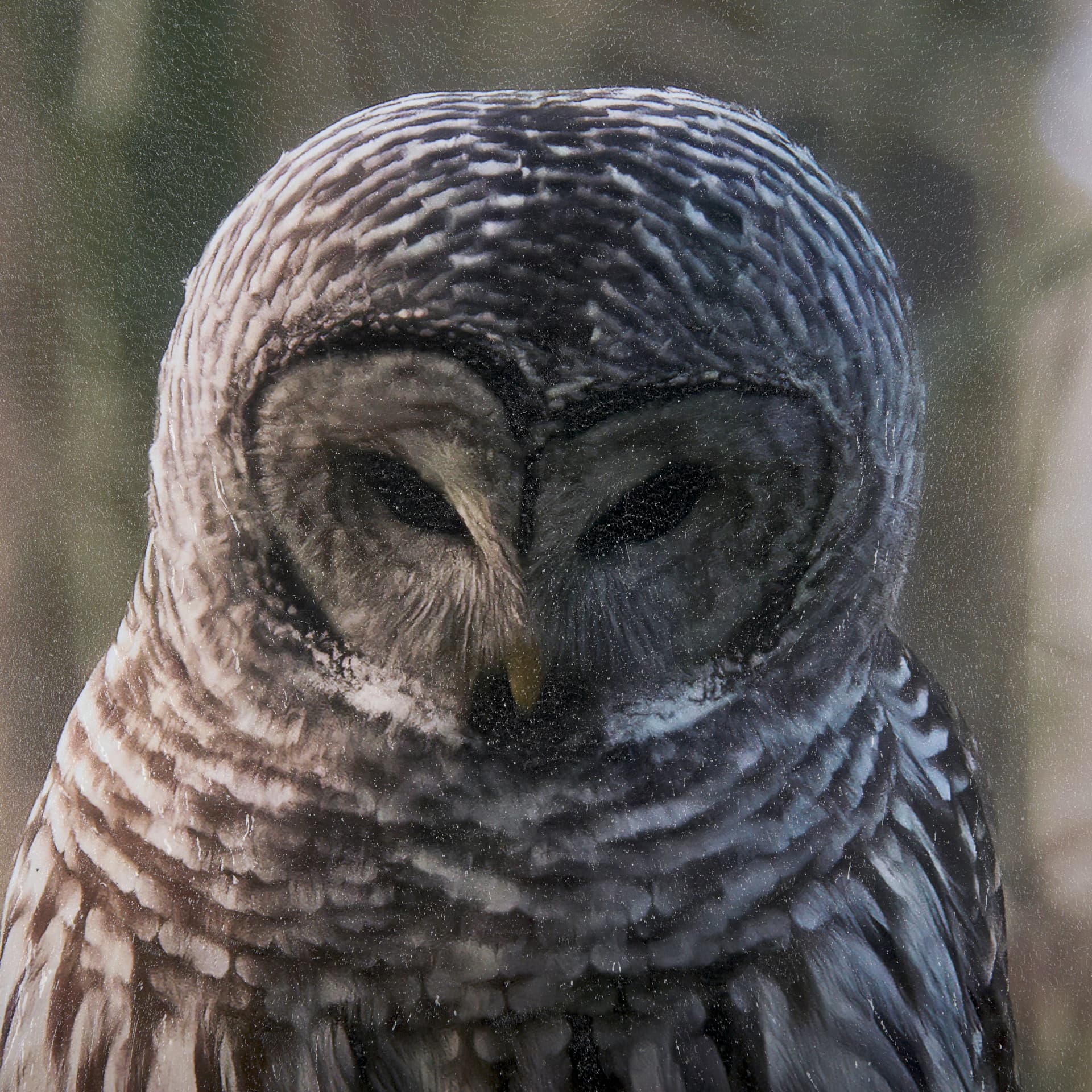 Forest Owl by Chad Mackay a Hand Embellished Textured Framed Photo Art Print Matted under Glass — product photograph