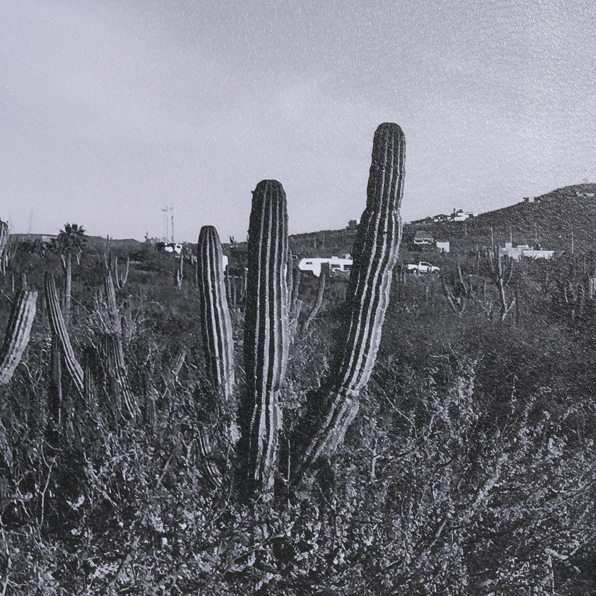 On The Ranch Cactus I by Norm Stelfox Hand Embelished Textured Framed Photo Art Print Matted under G — product photograph