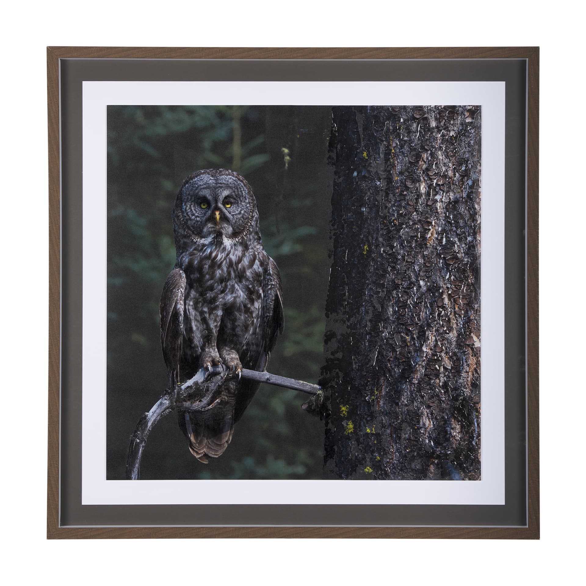 Night Owl by Chad Mackay a Hand Embellished Textured Framed Photo Art Print Matted under Glass — product photograph