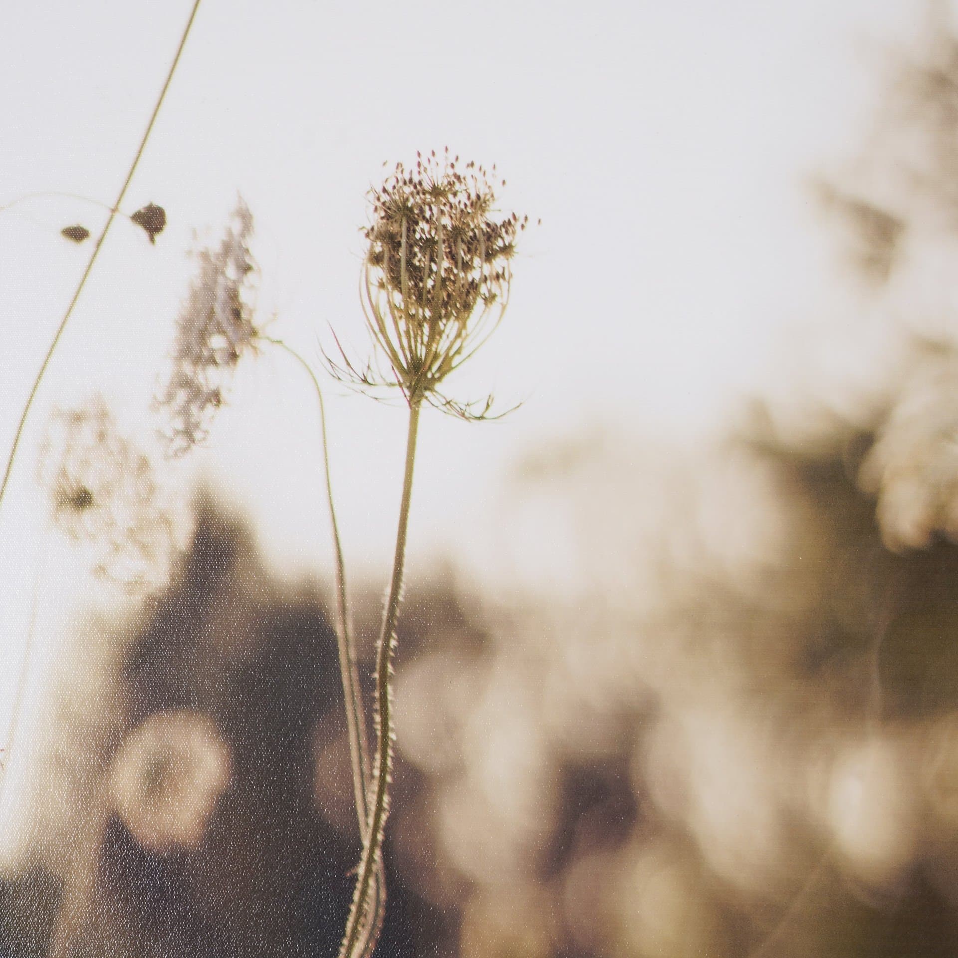 Wild Carrot Flowers by Zaira Zarotti Textured Framed Photo Print Matted under Glass — product photograph