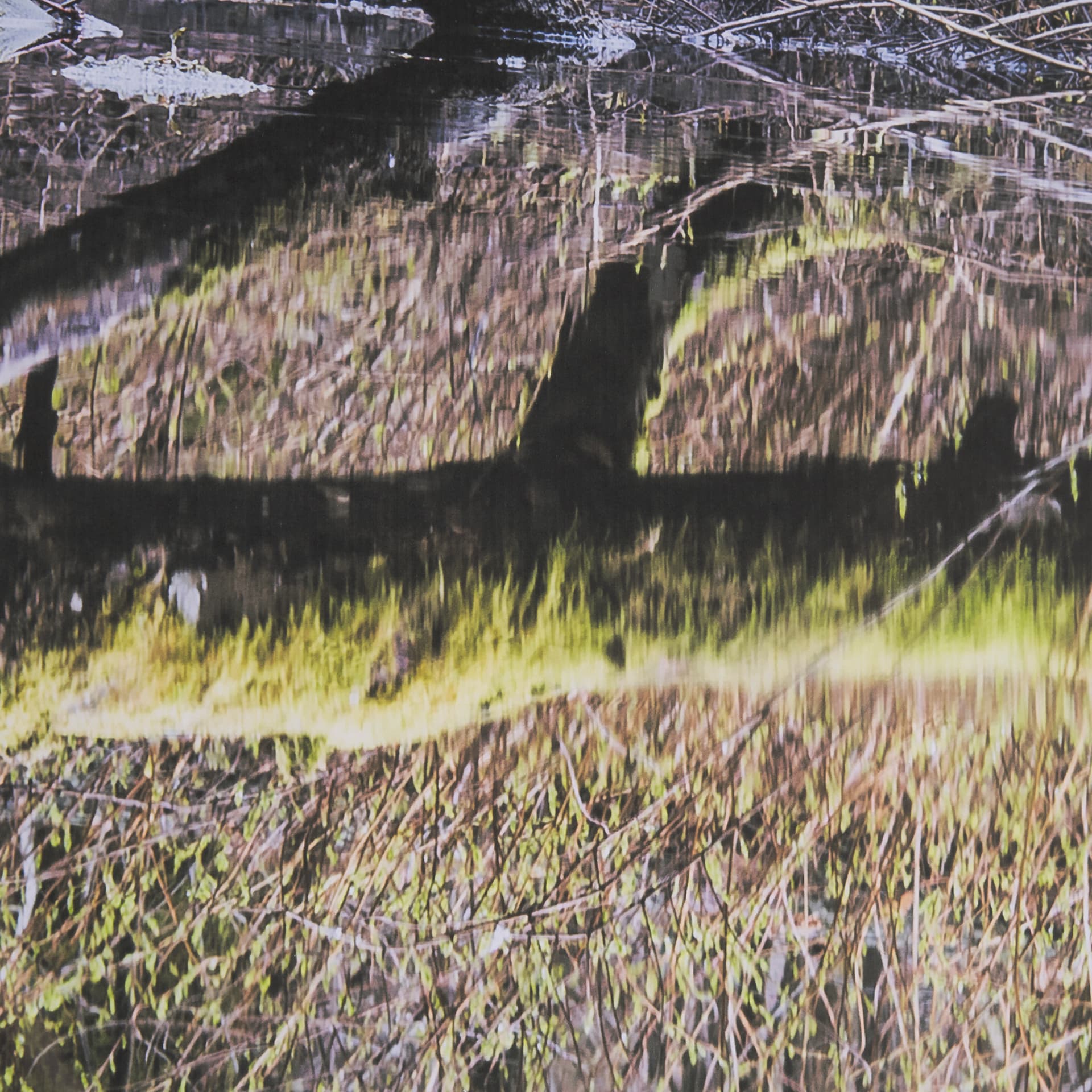 Branchscape Moss - Reflect by Mikael Svensson a Framed Photo Art Print Matted under Glass — product photograph