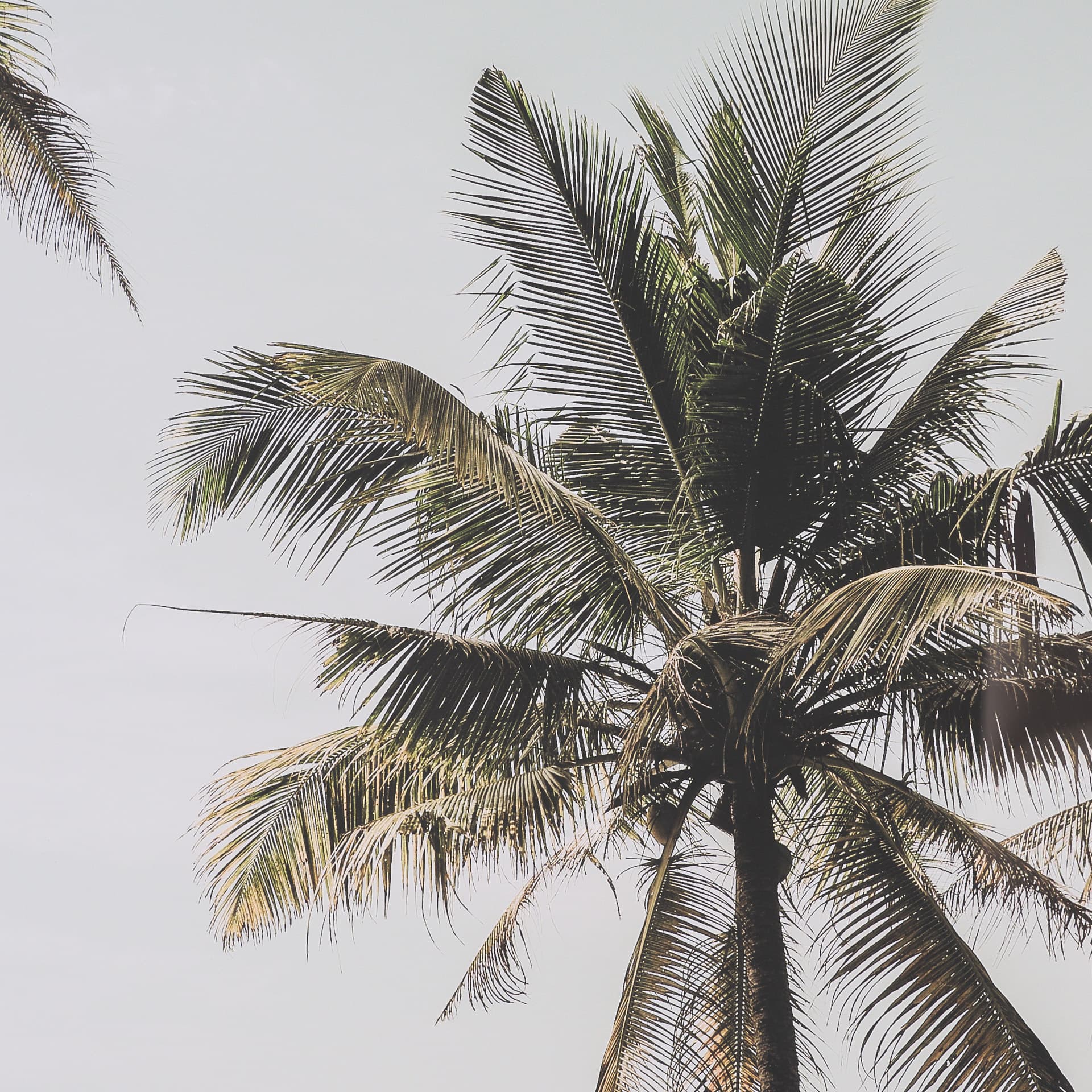 Oceanside Palms by Shot By Clint Framed Photo Print Matted under Glass — product photograph