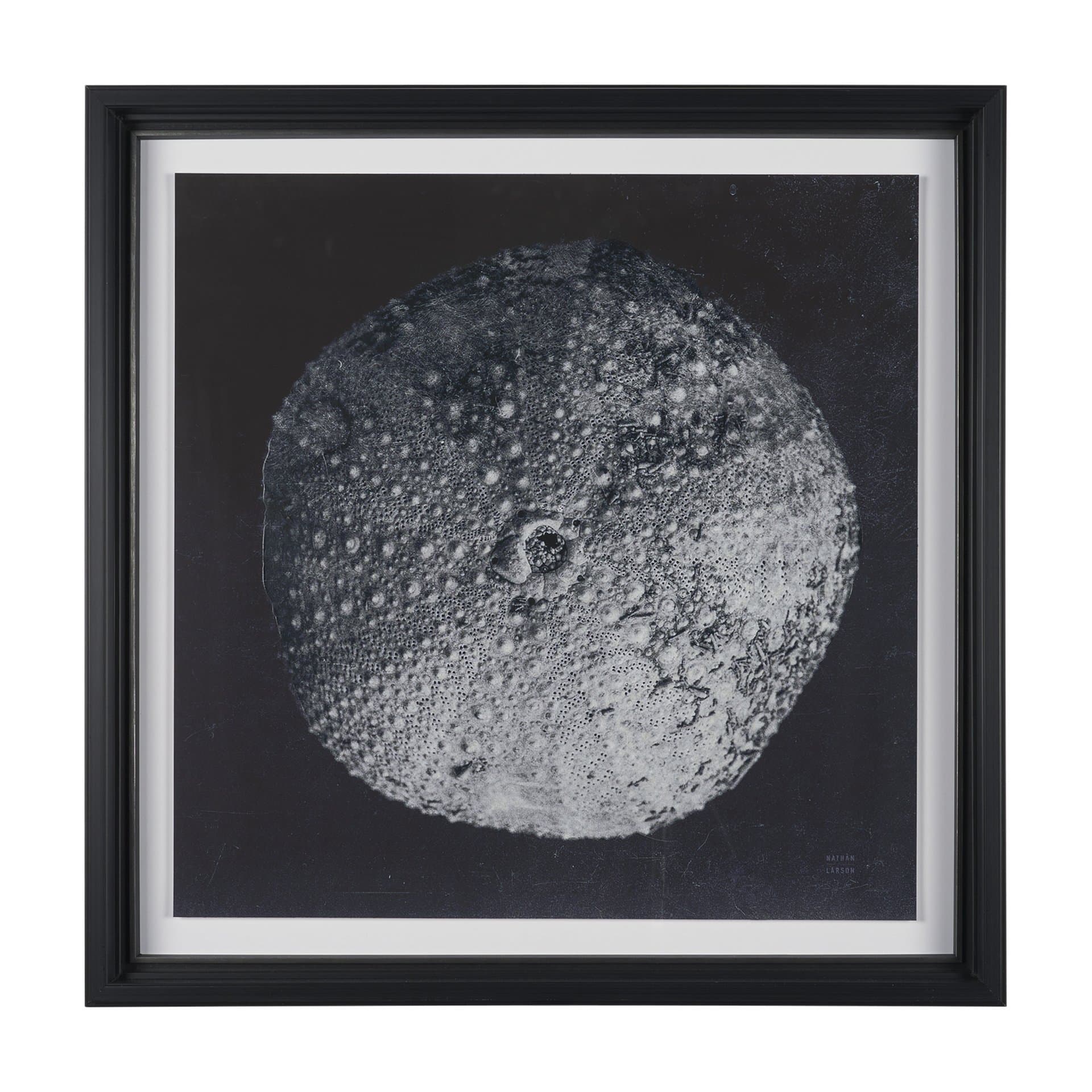 Urchin Still Life III by Nathan Larson a Hand Embellished Framed Photo Art Print Matted under Glass — product photograph