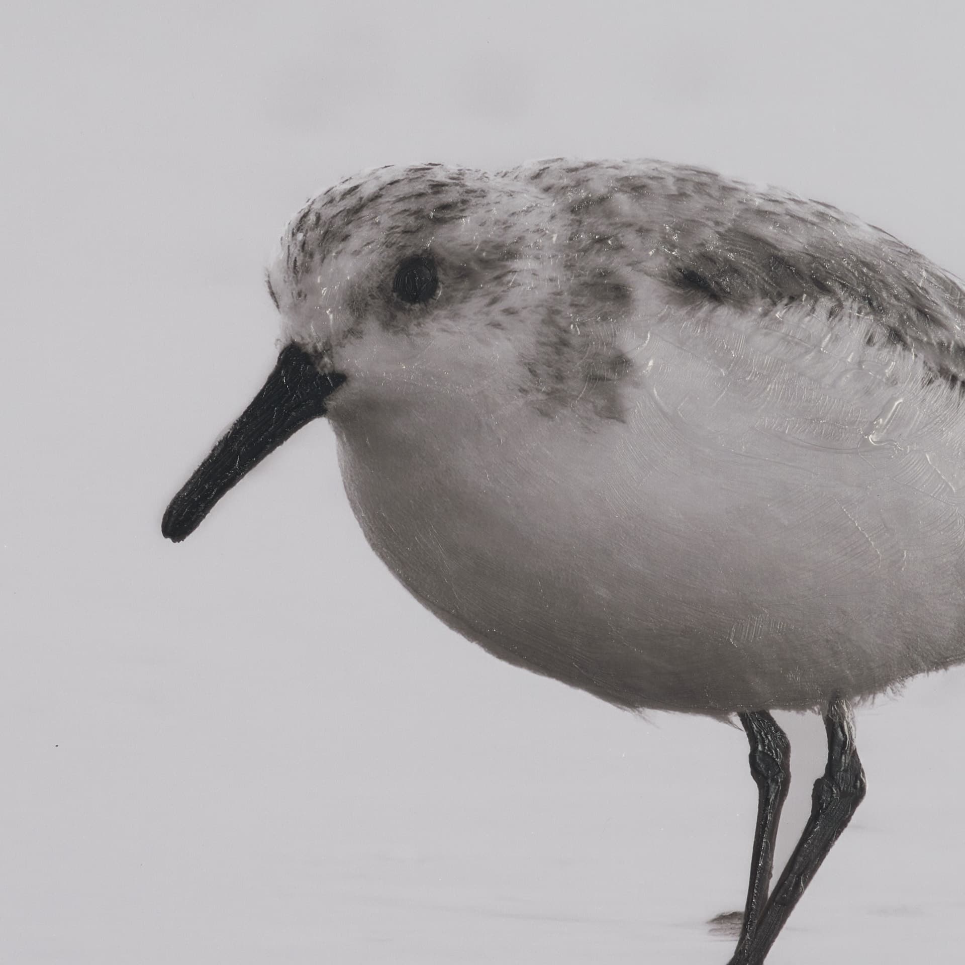 Tybee Island Sanderling by Nathan Larson a Hand Embellished Framed Photo Print under Glass — product photograph