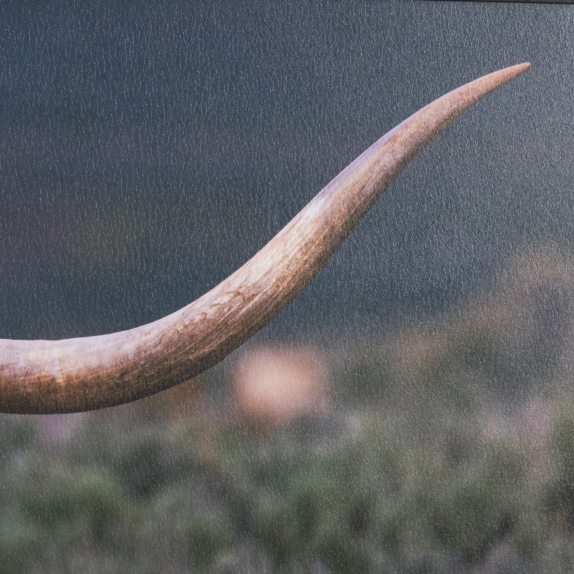 Longhorn 5 by Gary Blatter a Hand Embellished Framed Photo Art Print Matted under Glass — product photograph