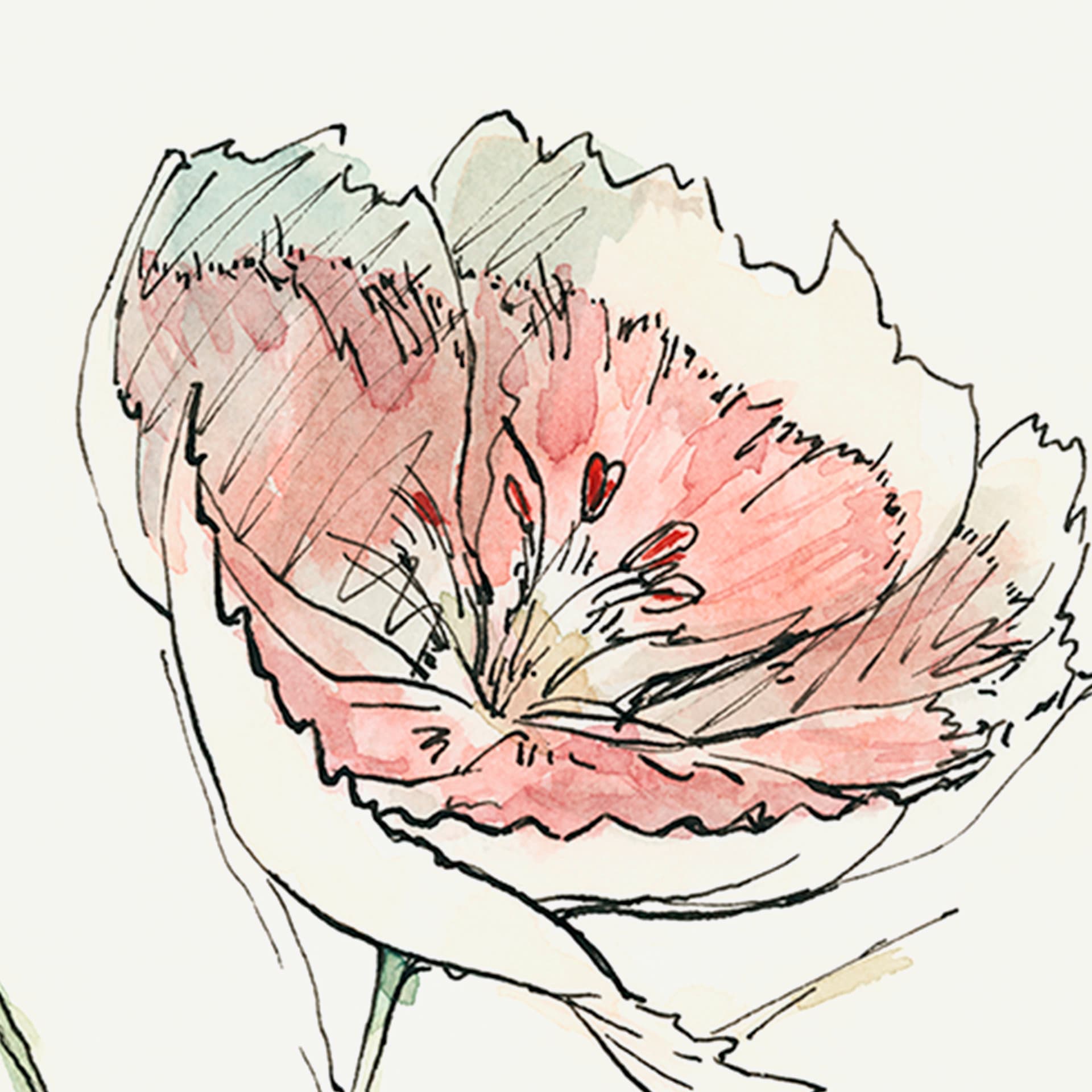 Dianthus II by Panpan Zhang a Framed Art Print Matted under Glass — product photograph