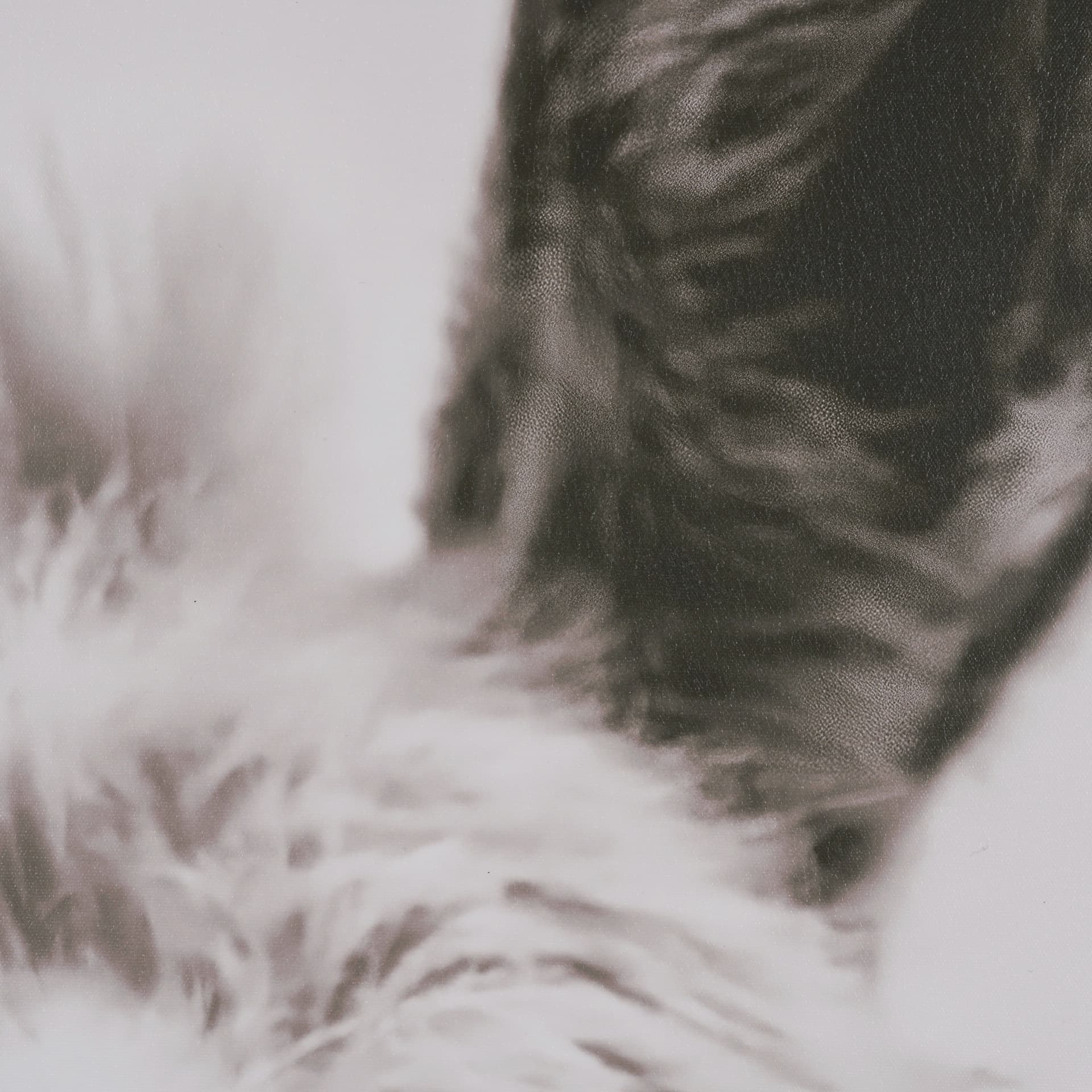 Downward Facing Donkey Sepia by Nathan Larson Textured Framed Canvas Photo Print — product photograph