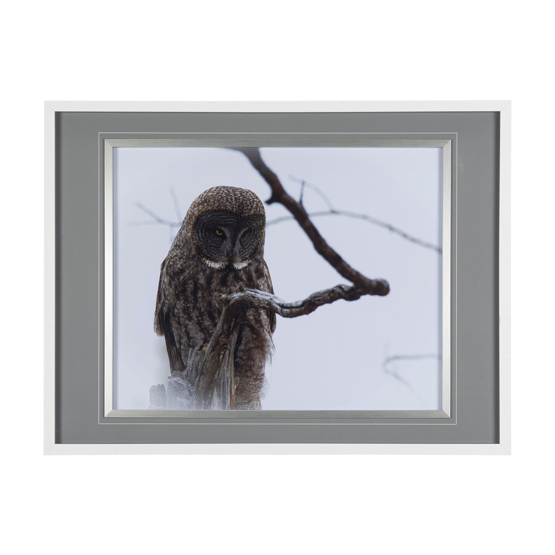 Grey Owl by Chad Mackay a Hand Embellished Textured Framed Photo Art Print Matted under Glass — product photograph