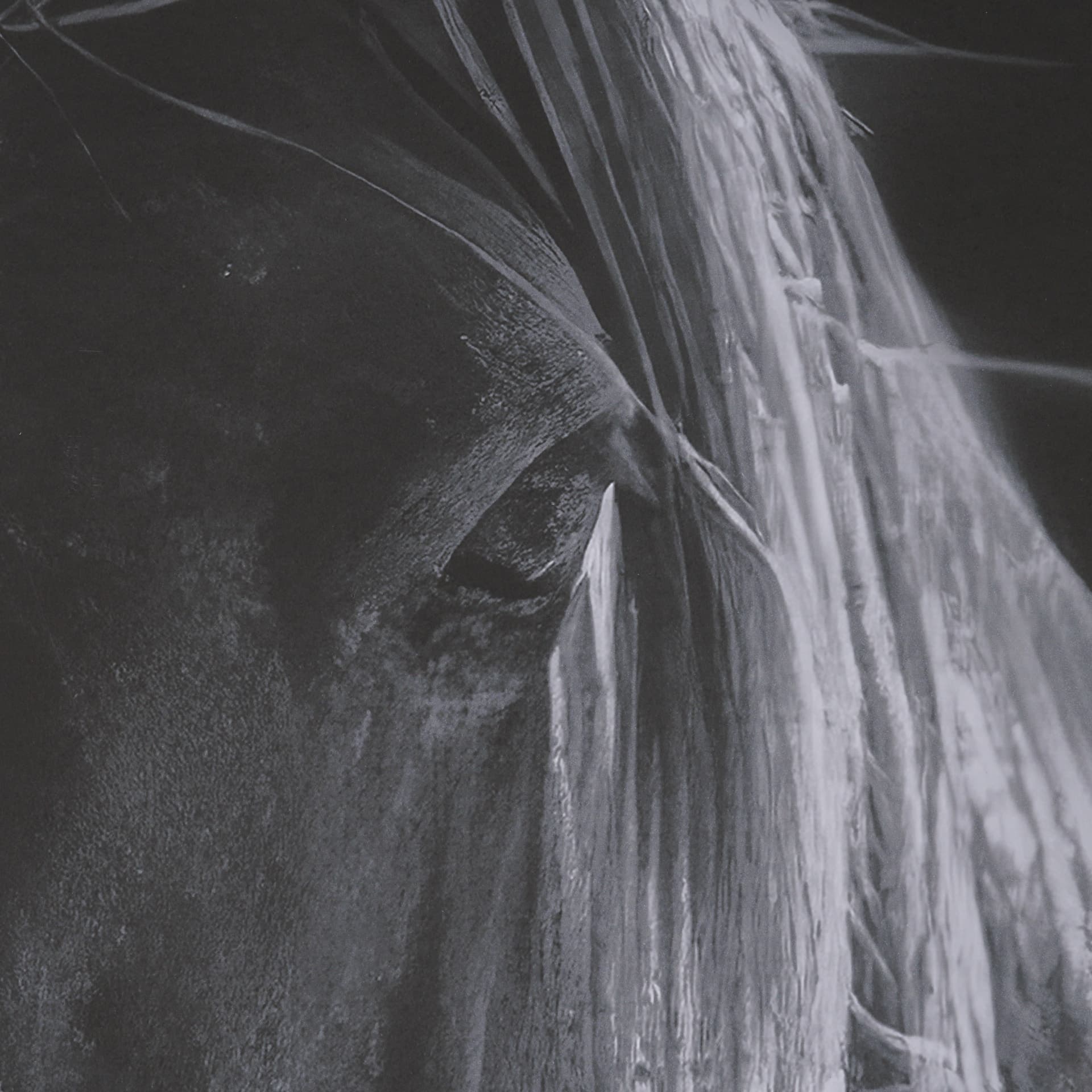 Shadowborn Majesty by Frank Ma Framed Photo Print Matted under Glass — product photograph