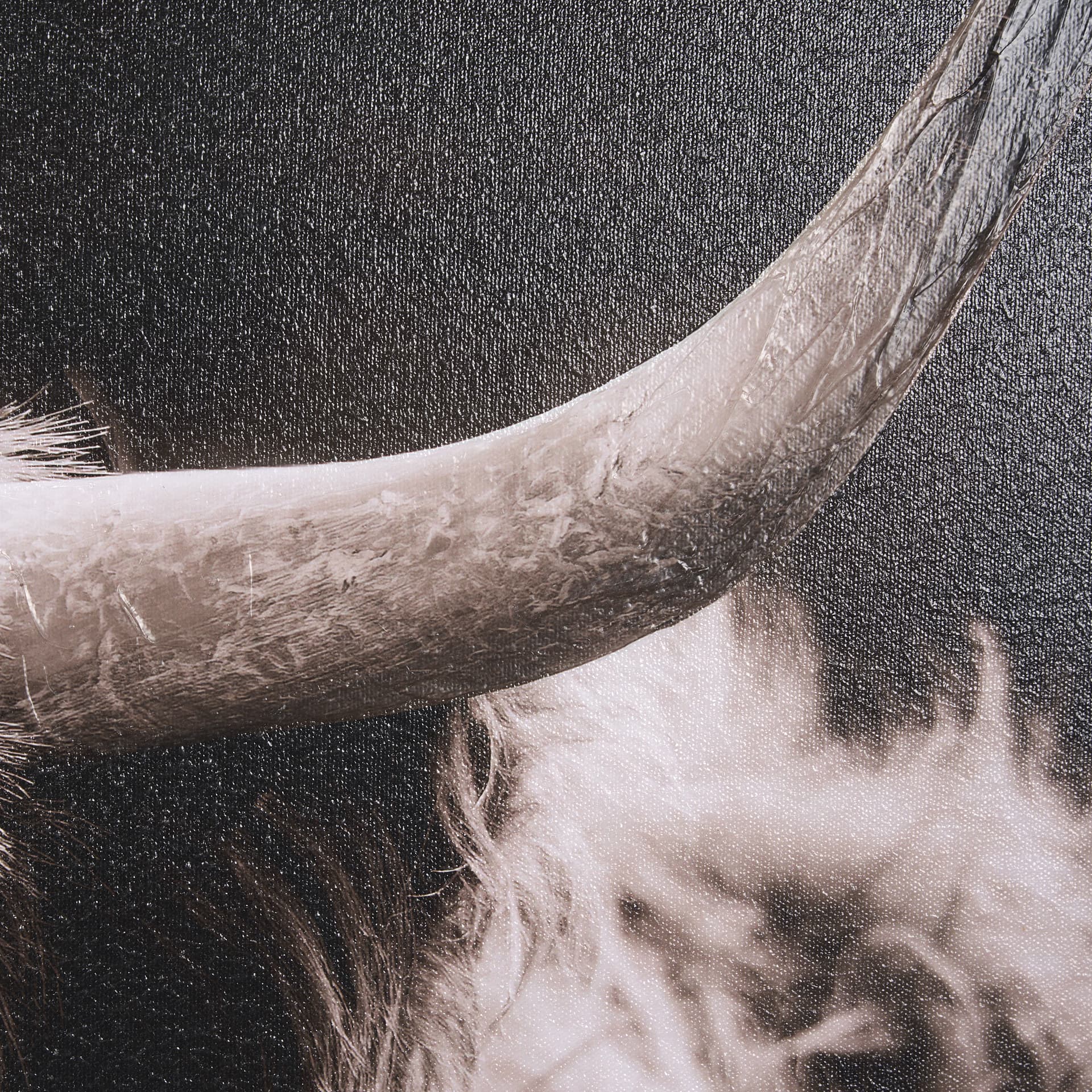 Highland Stare by Chad Mackay a Hand Embellished Textured Framed Photo Art Print — product photograph