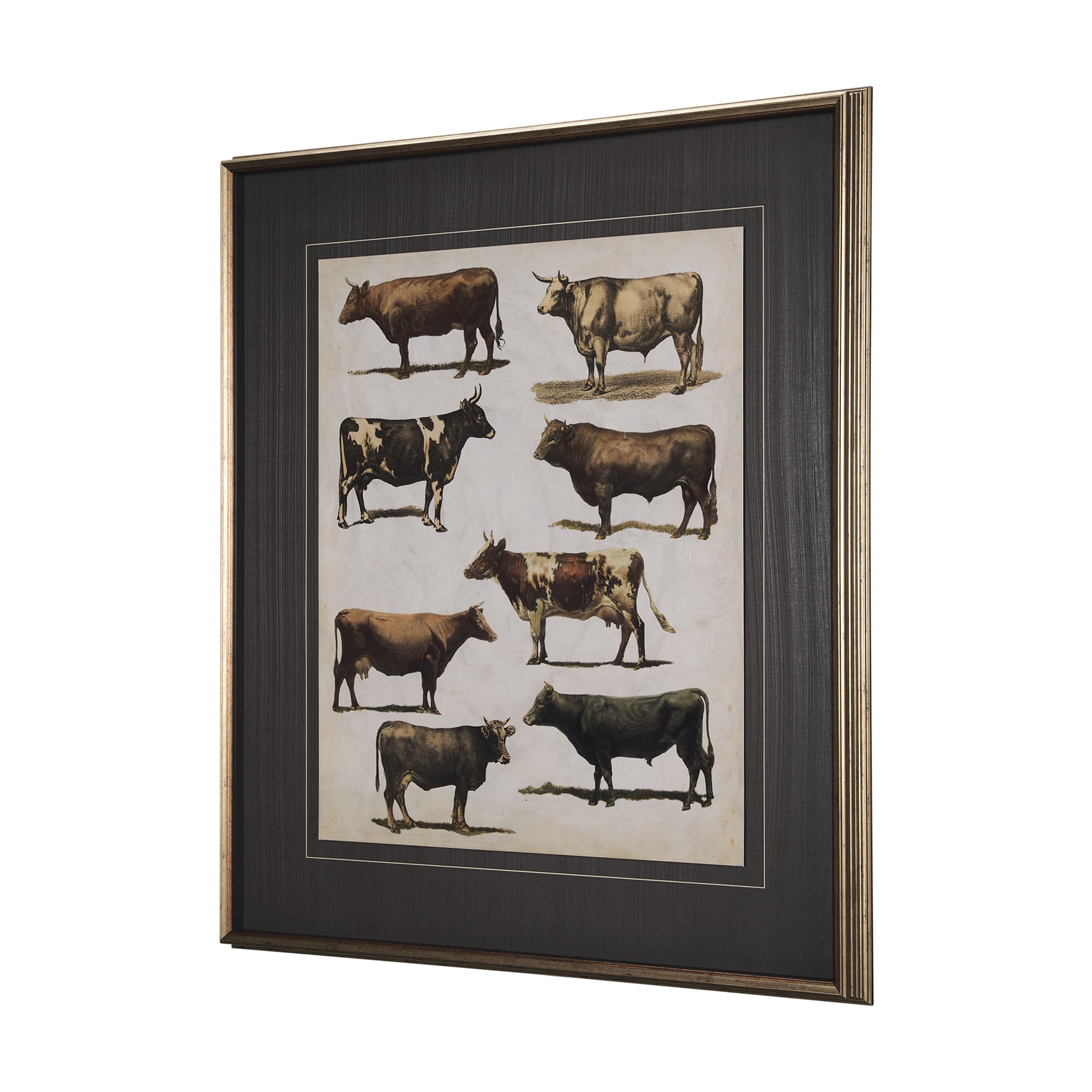 Antique Cow Chart by Mercana Studio a Framed Art Print Matted under Glass — product photograph