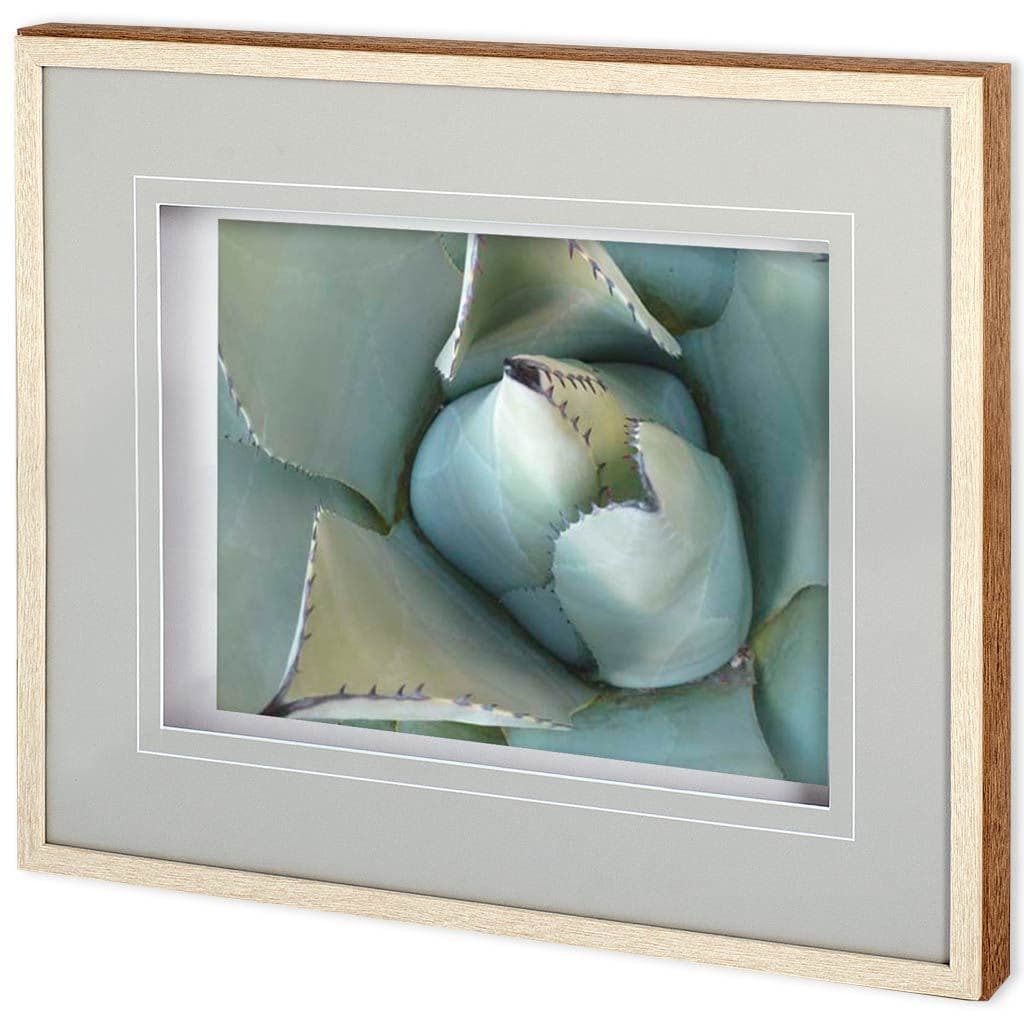 Agave Detail III by Alison Jerry a Framed Photo Art Print Matted under Glass — product photograph