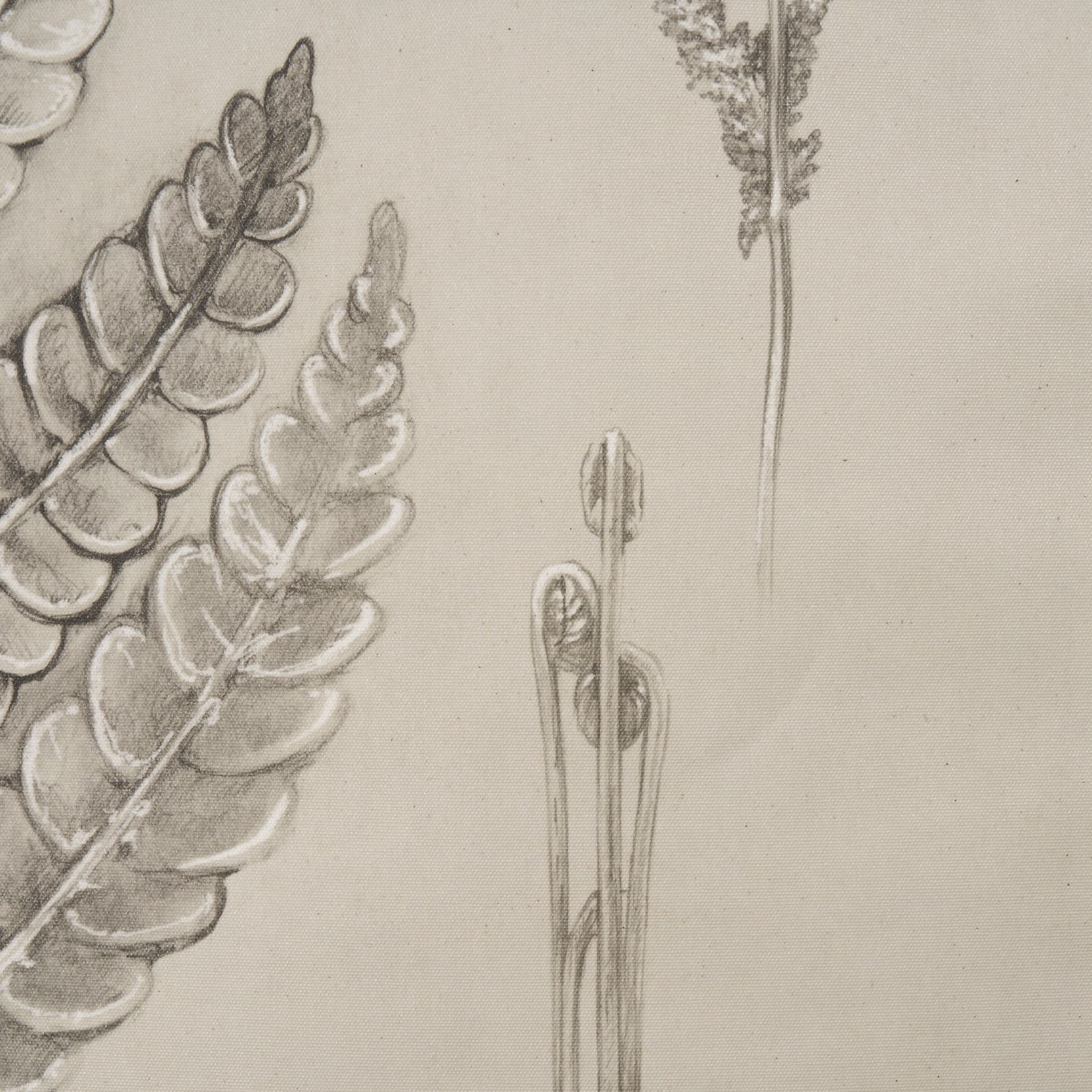 Fern Study I (Osmundastrum Cinnamomeum) — product photograph