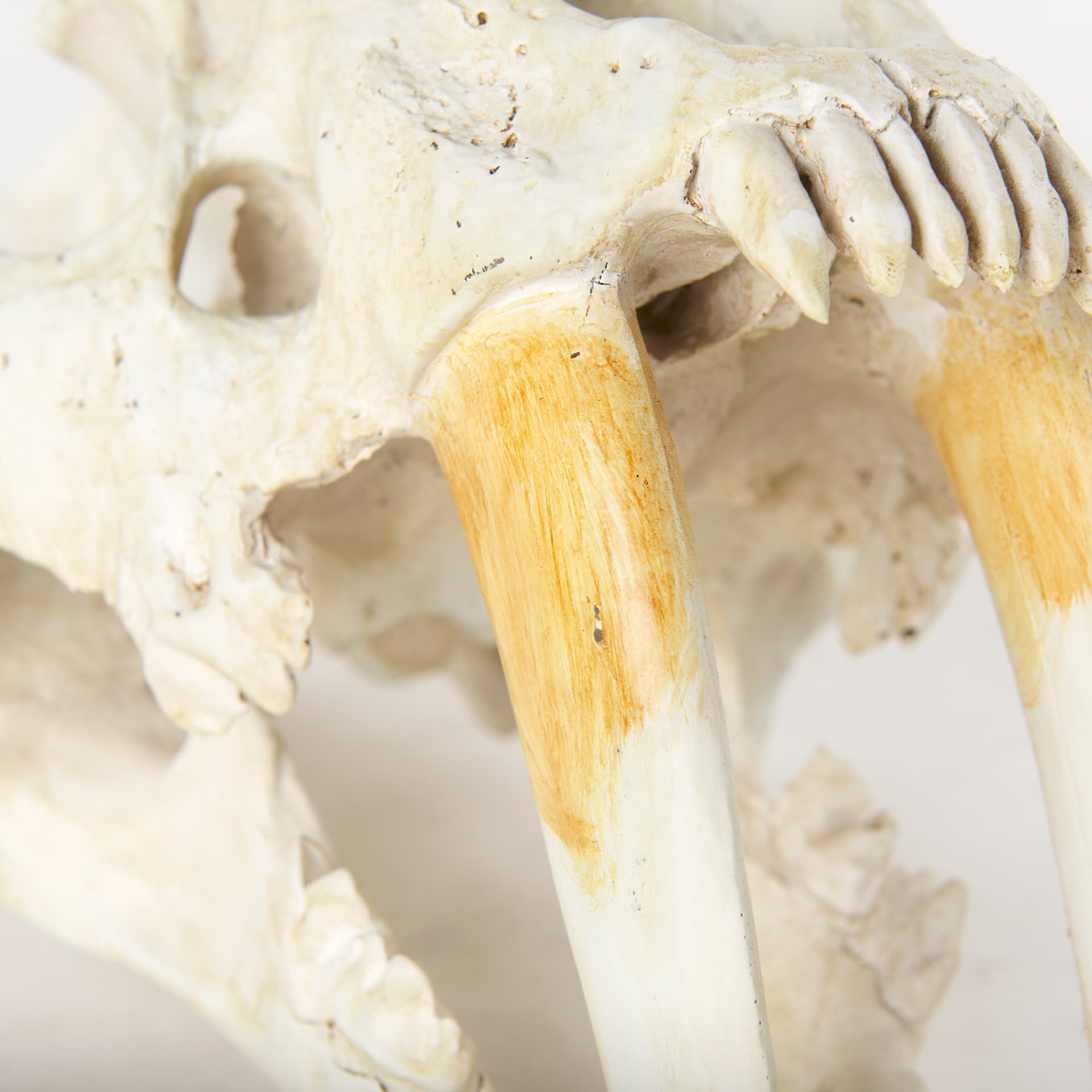 Fozzil 9L x 9W Resin Sabretooth Skull Replica — product photograph