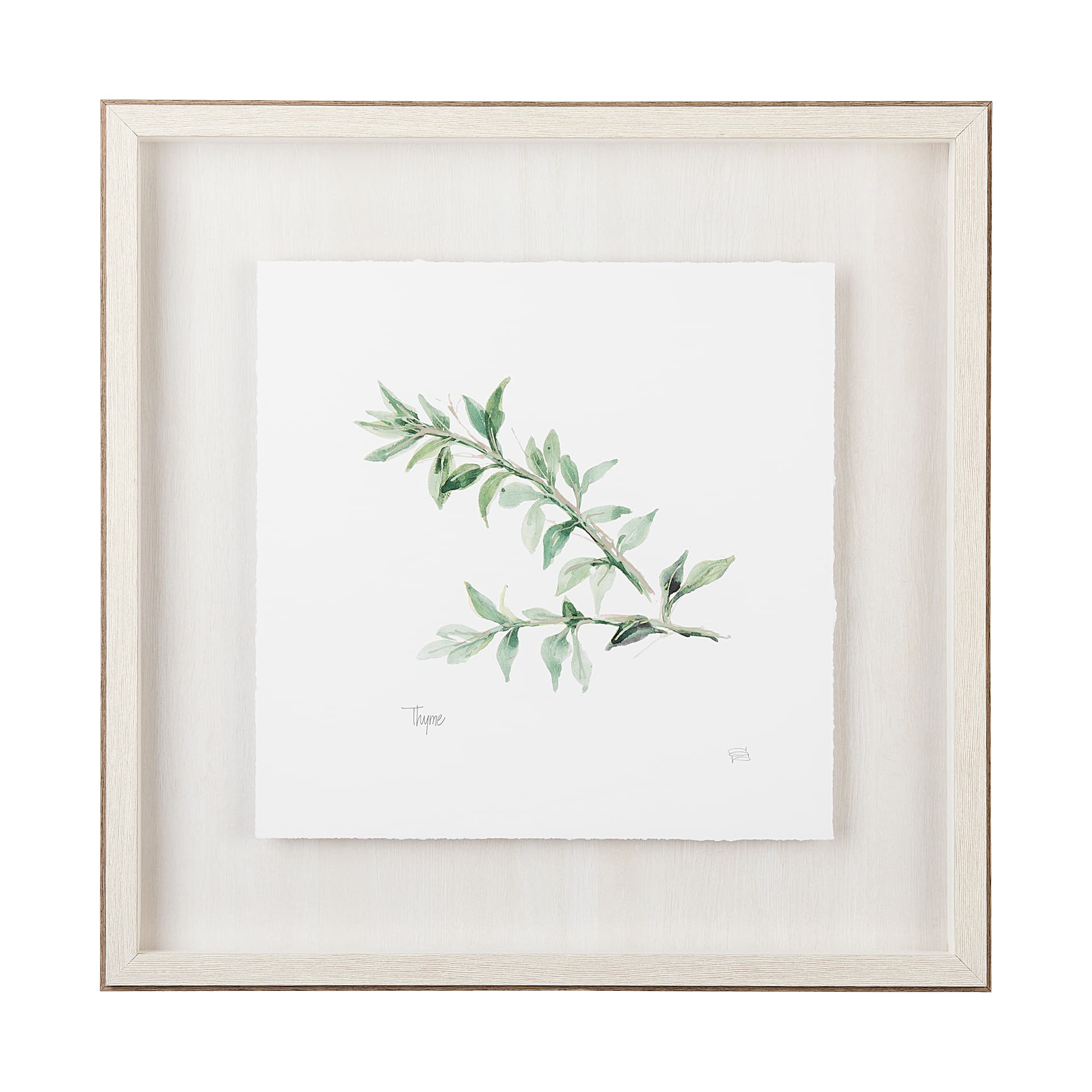 Thyme v2 by Chris Paschke a Framed Art Print Matted under Glass — product photograph