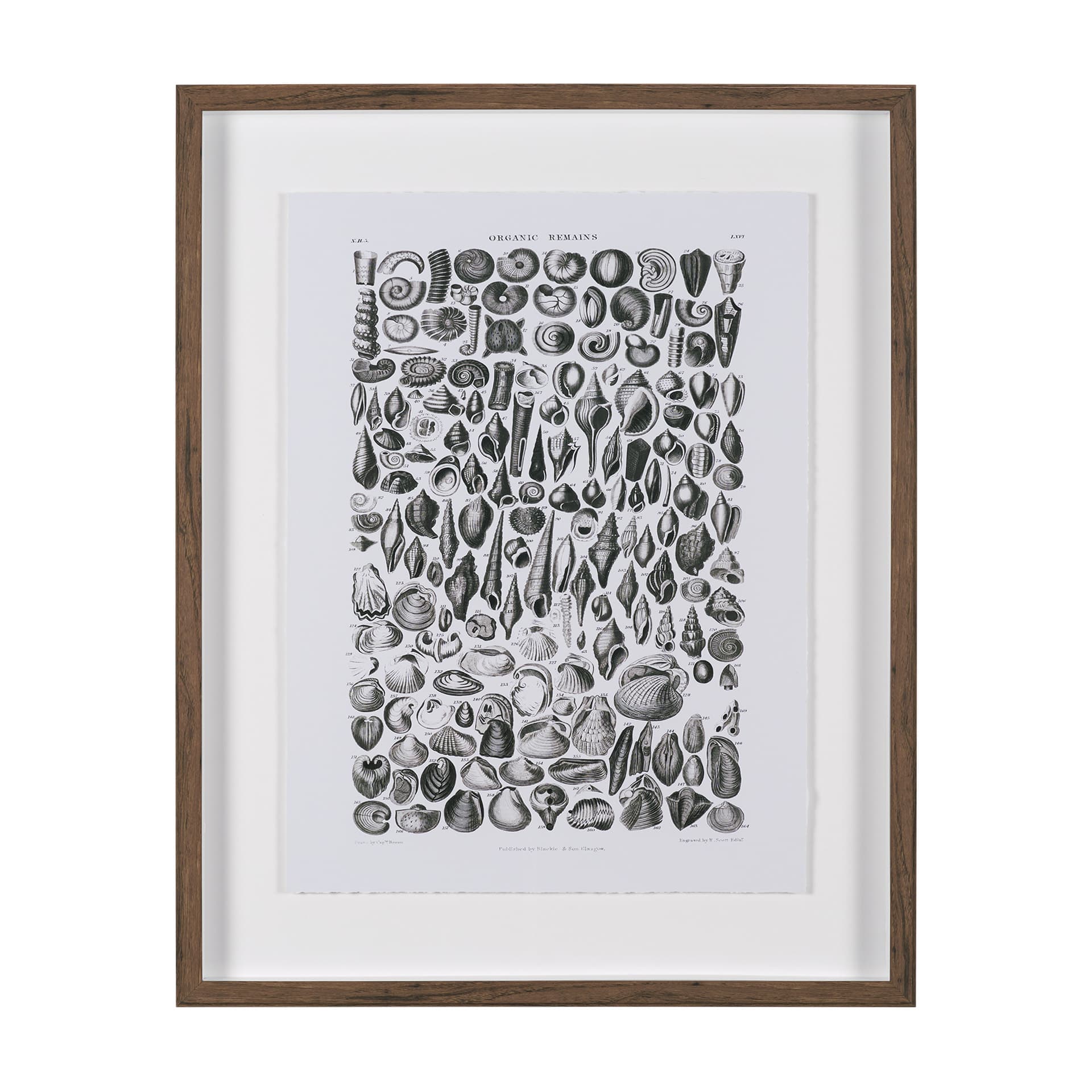Sealife II by Oliver Goldsmith a Hand Embellished Framed Art Print Matted under Glass — product photograph