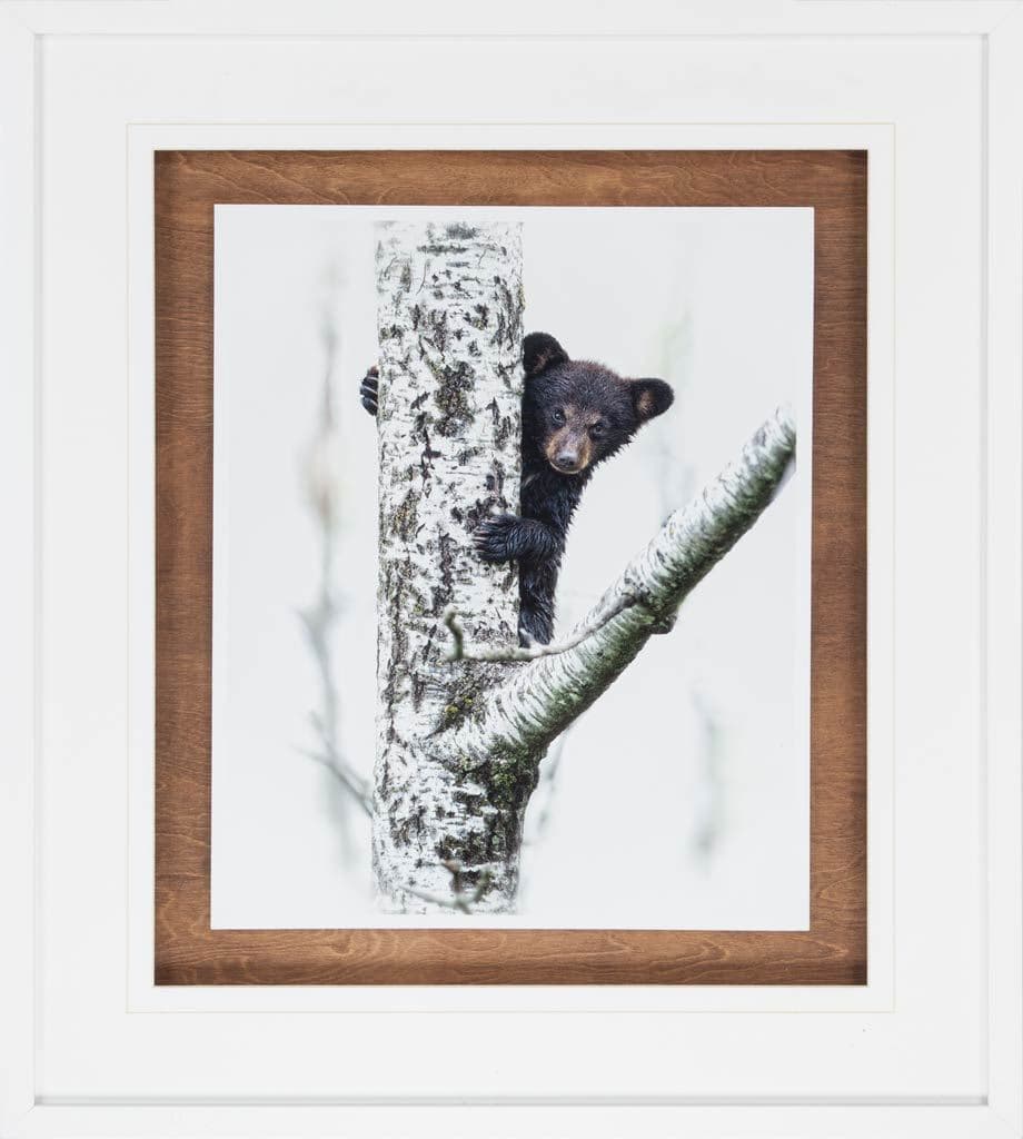 Bears at Play V by PHBurchett a Framed Photo Art Print Matted under Glass — product photograph