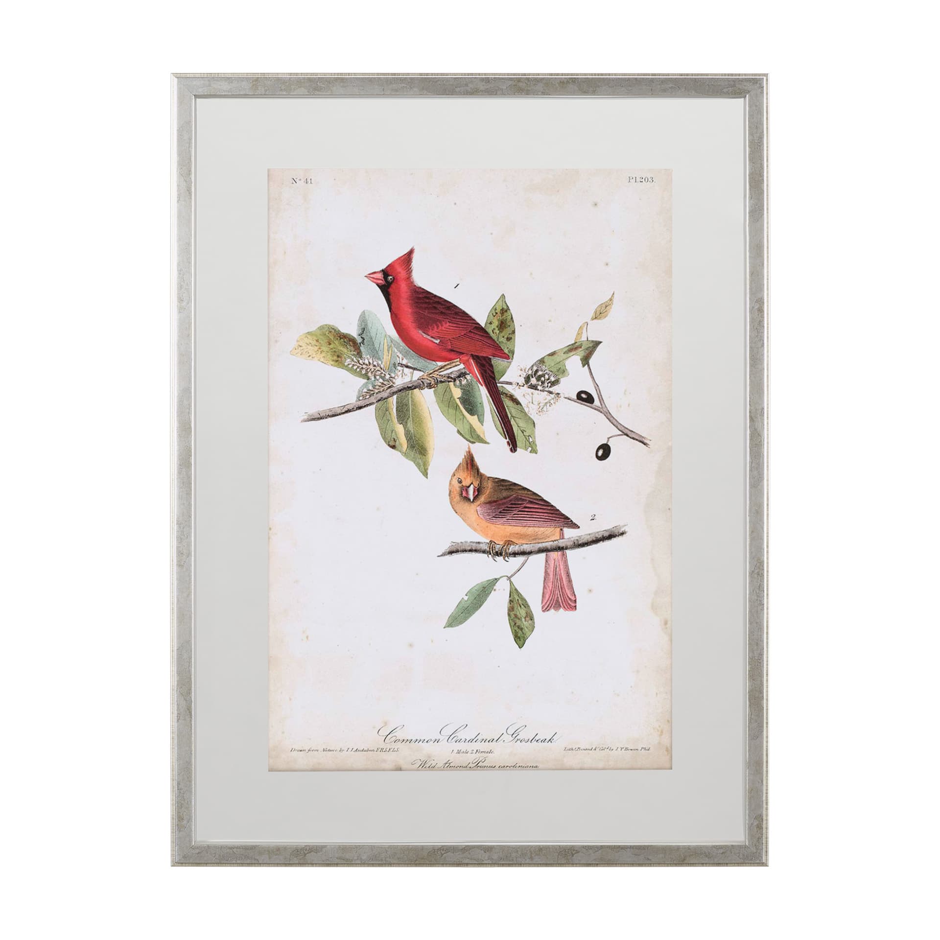 Common Cardinal Grosbeak by John James Audubon a Framed Art Print Matted under Glass — product photograph