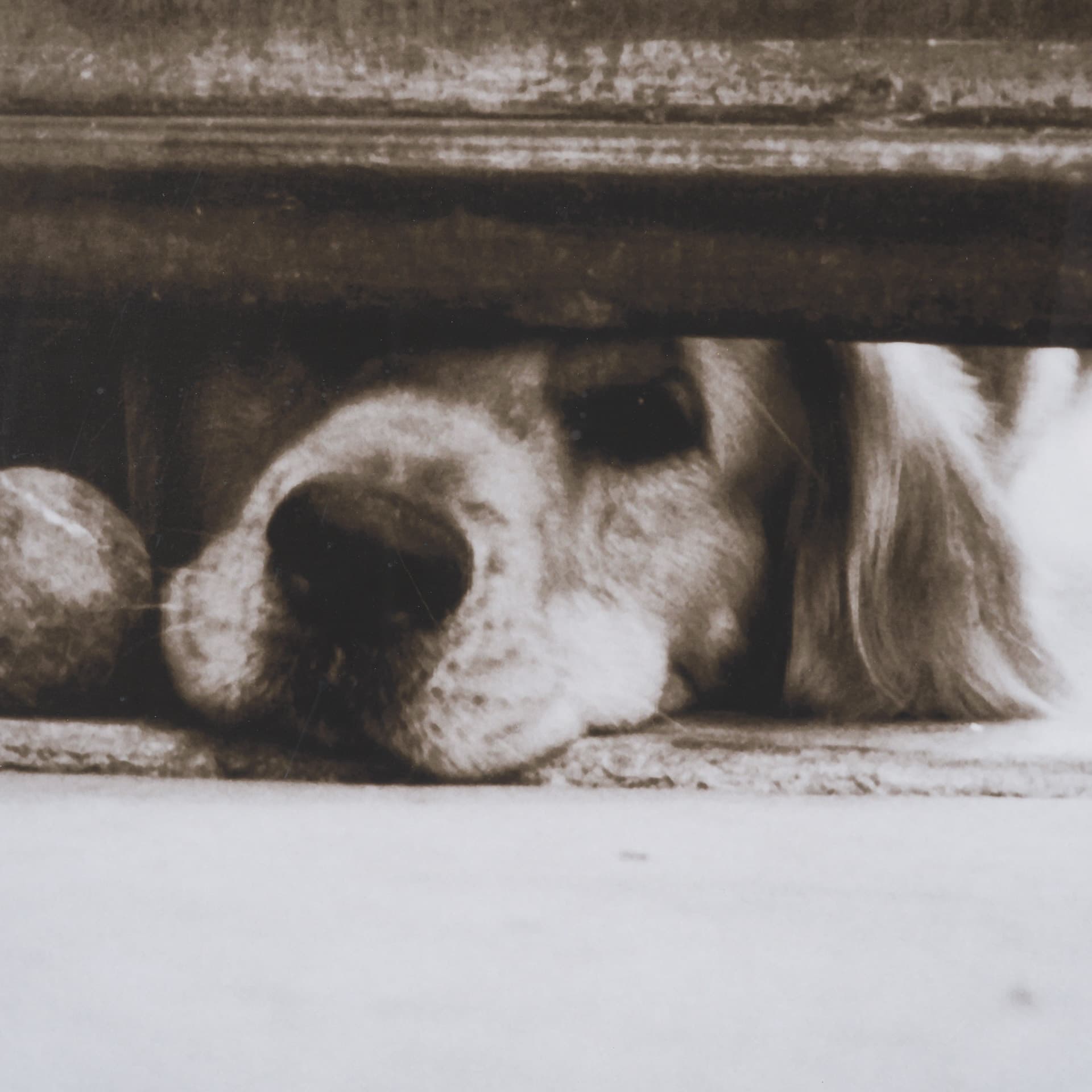 We See You Dogs by Jim Dratfield Framed Photo Print under Glass — product photograph