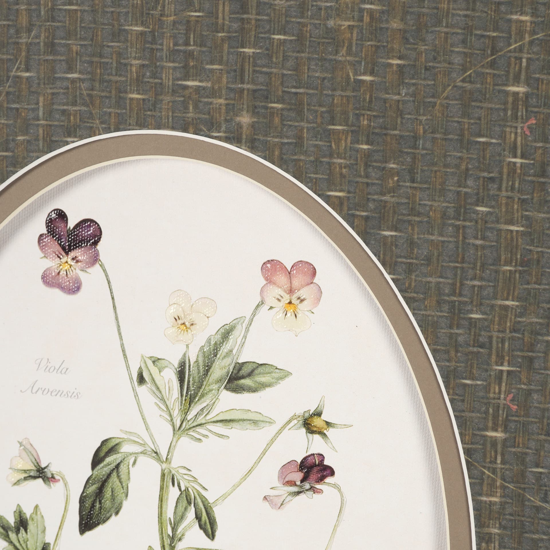 Viola Arvensis Flowers by Pierre Joseph Redoute a Hand Embellished Framed Print under Glass — product photograph